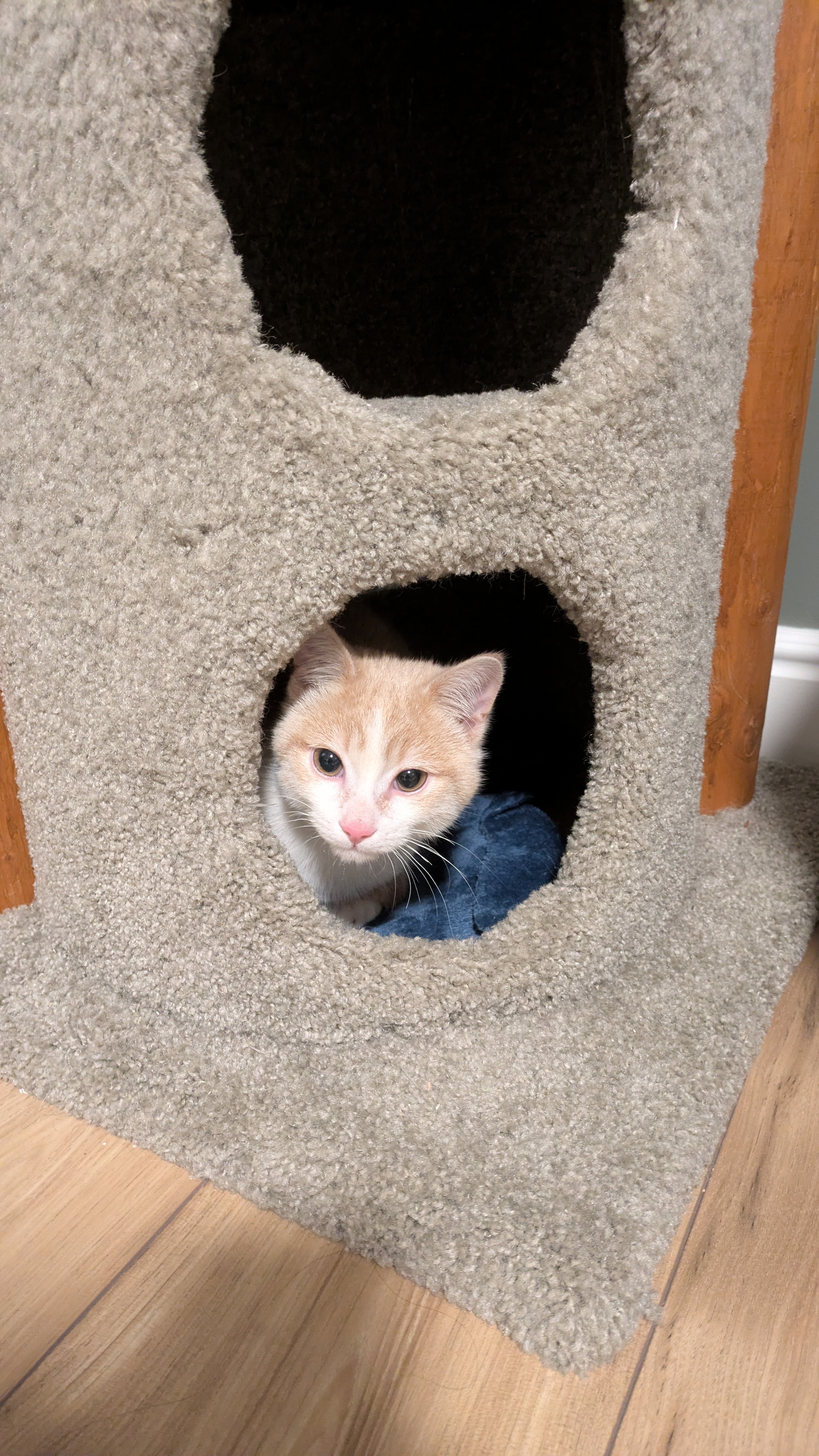 Picture of the Animal Listed