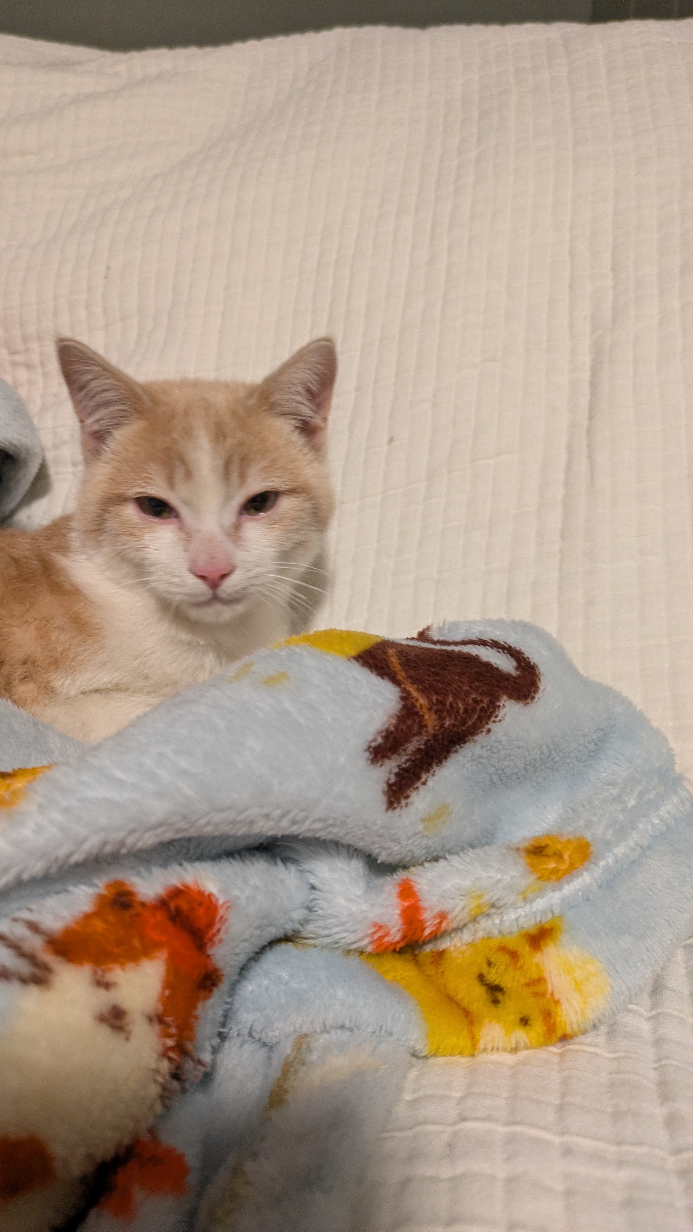 Picture of the Animal Listed