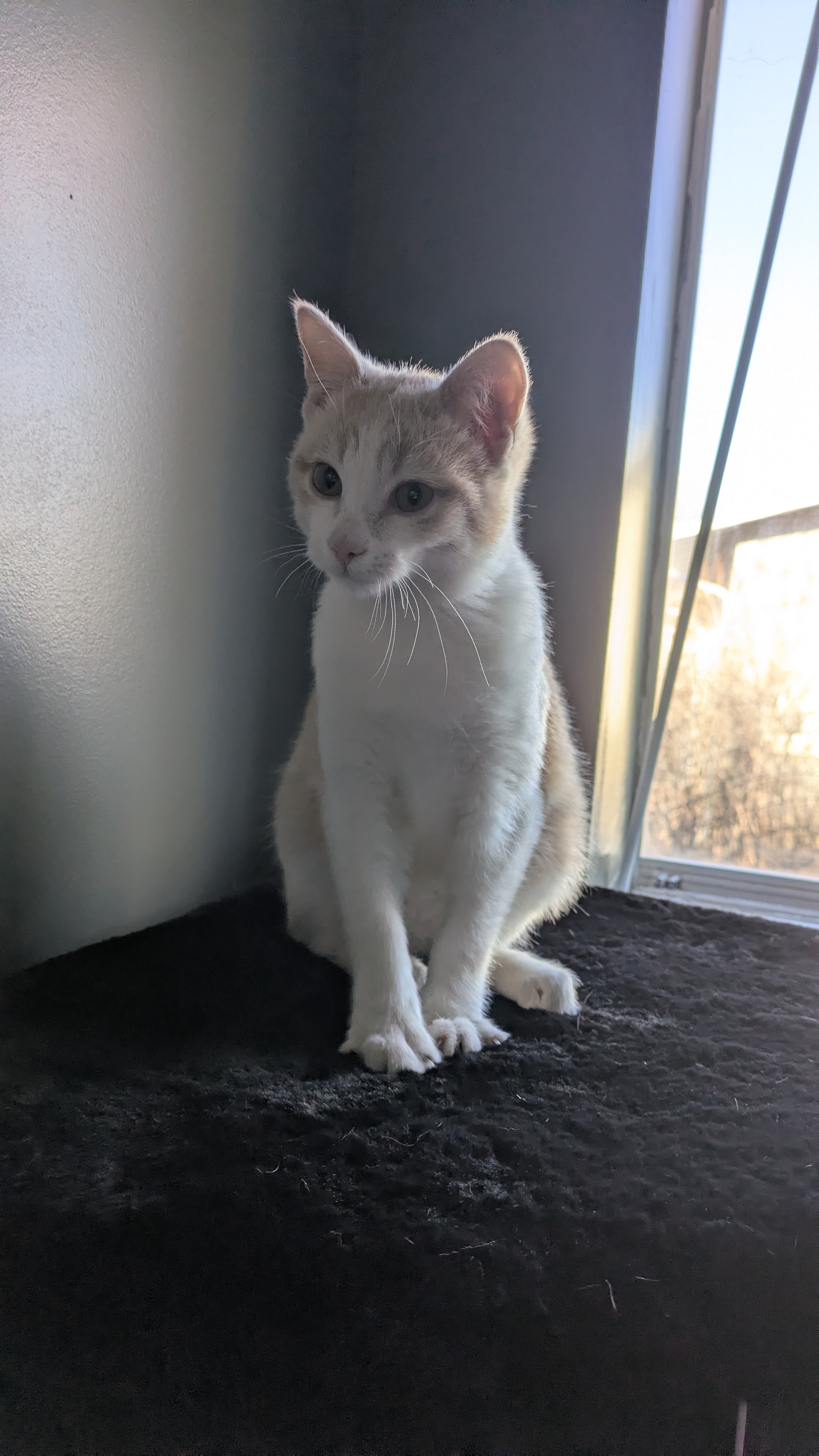 Picture of the Animal Listed