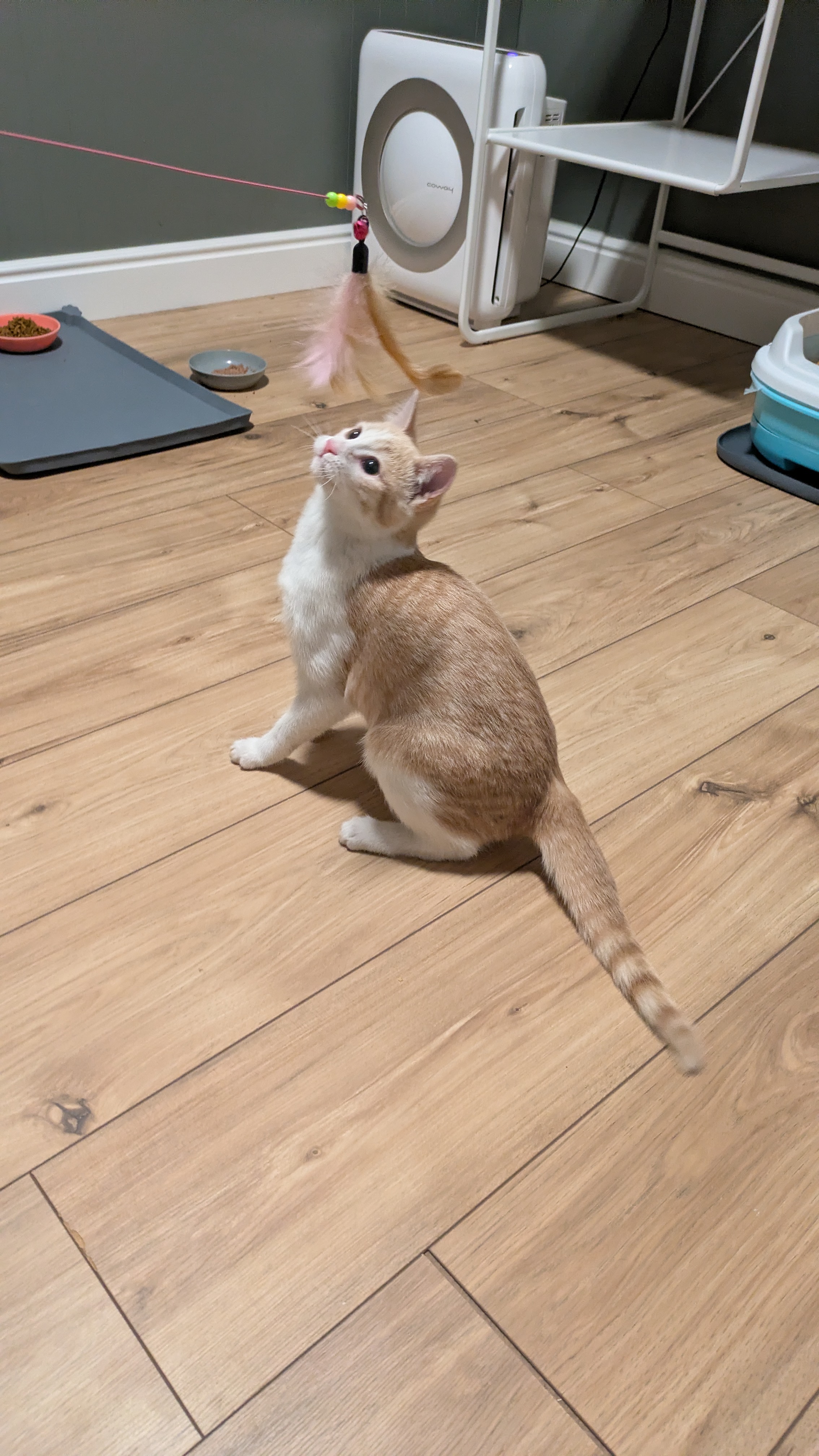 Picture of the Animal Listed