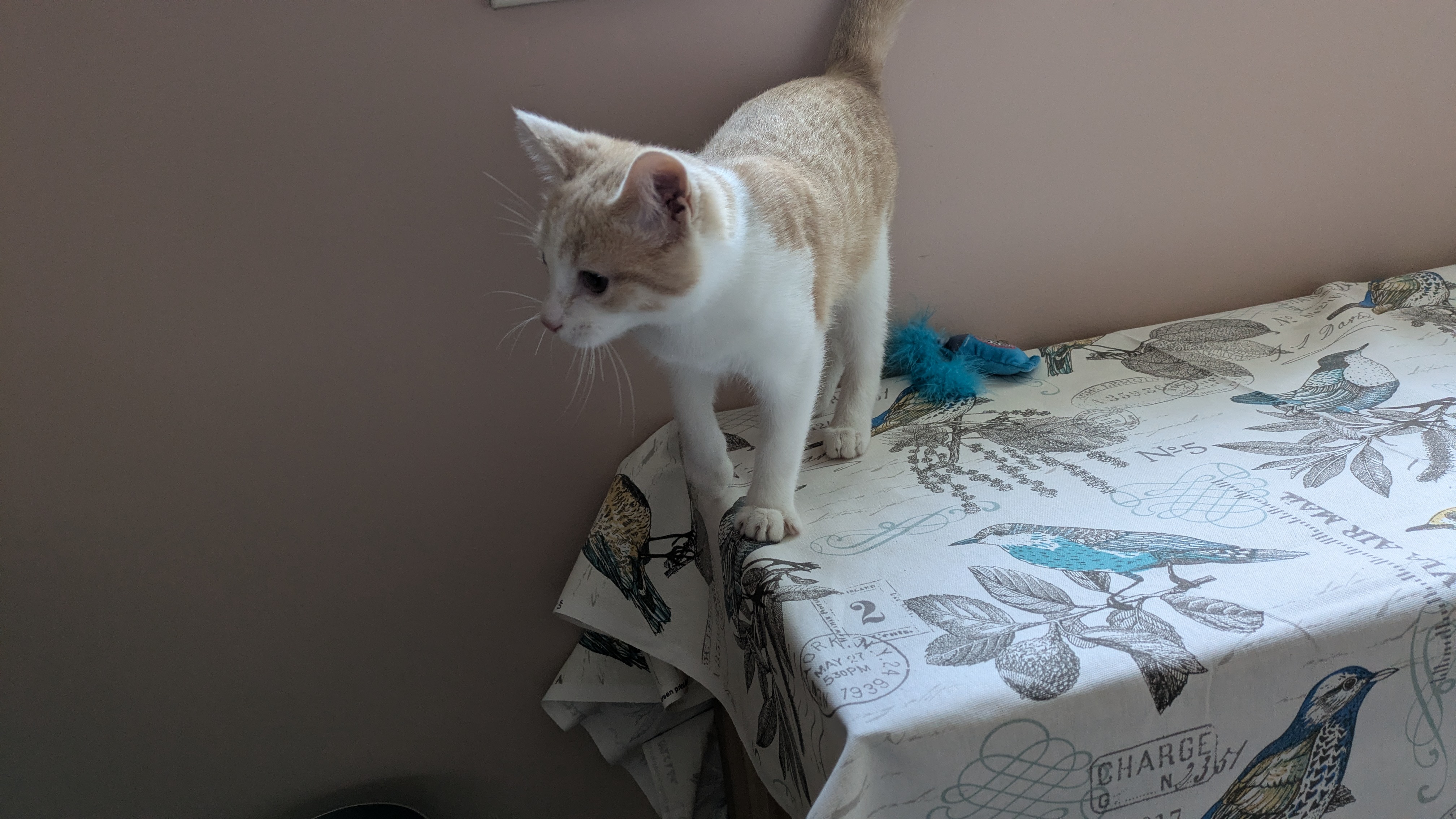 Picture of the Animal Listed