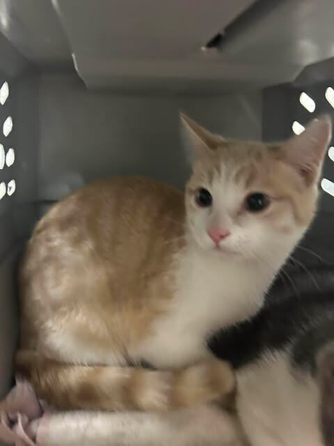 Picture of the Animal Listed