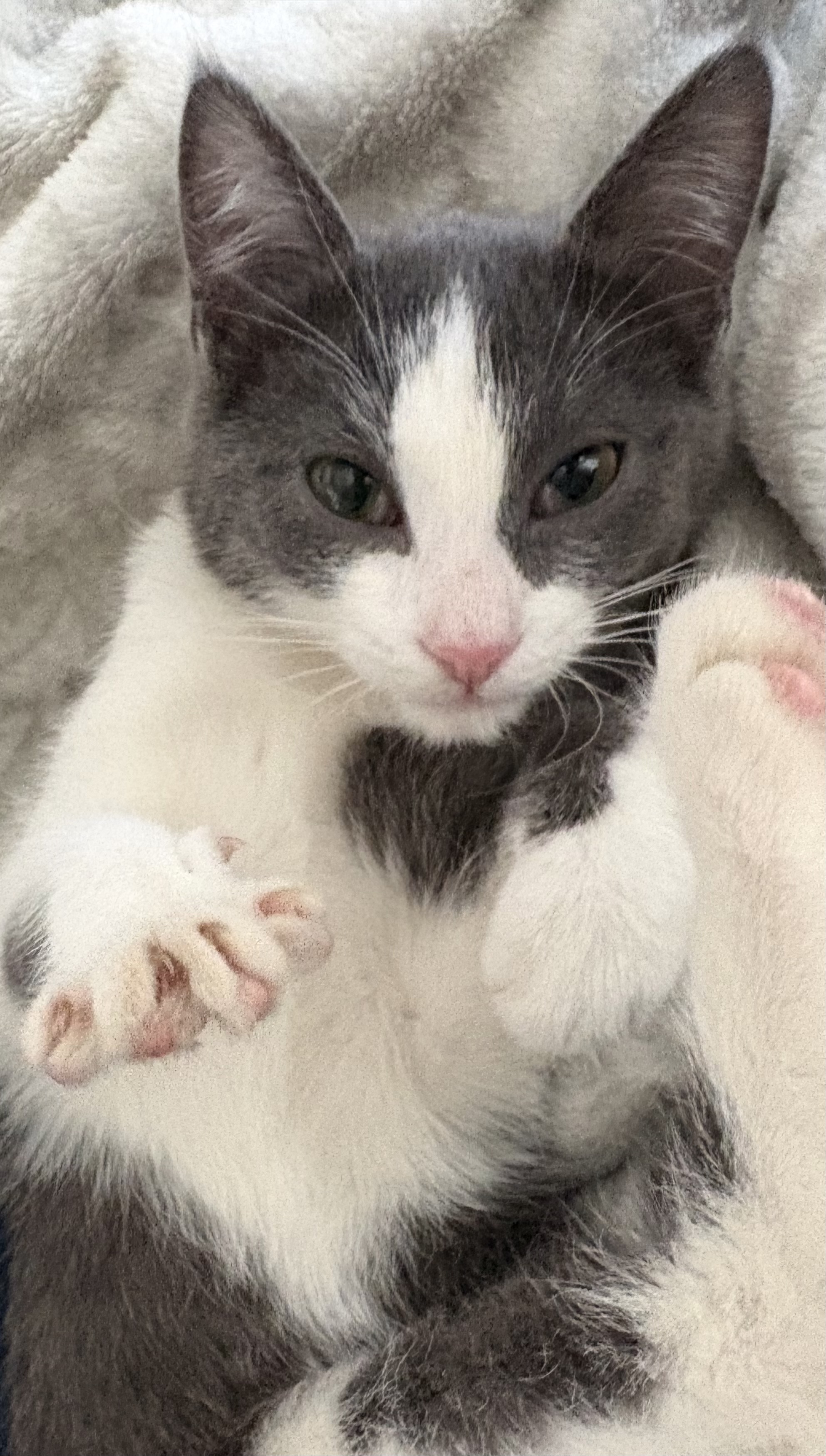 Picture of the Animal Listed