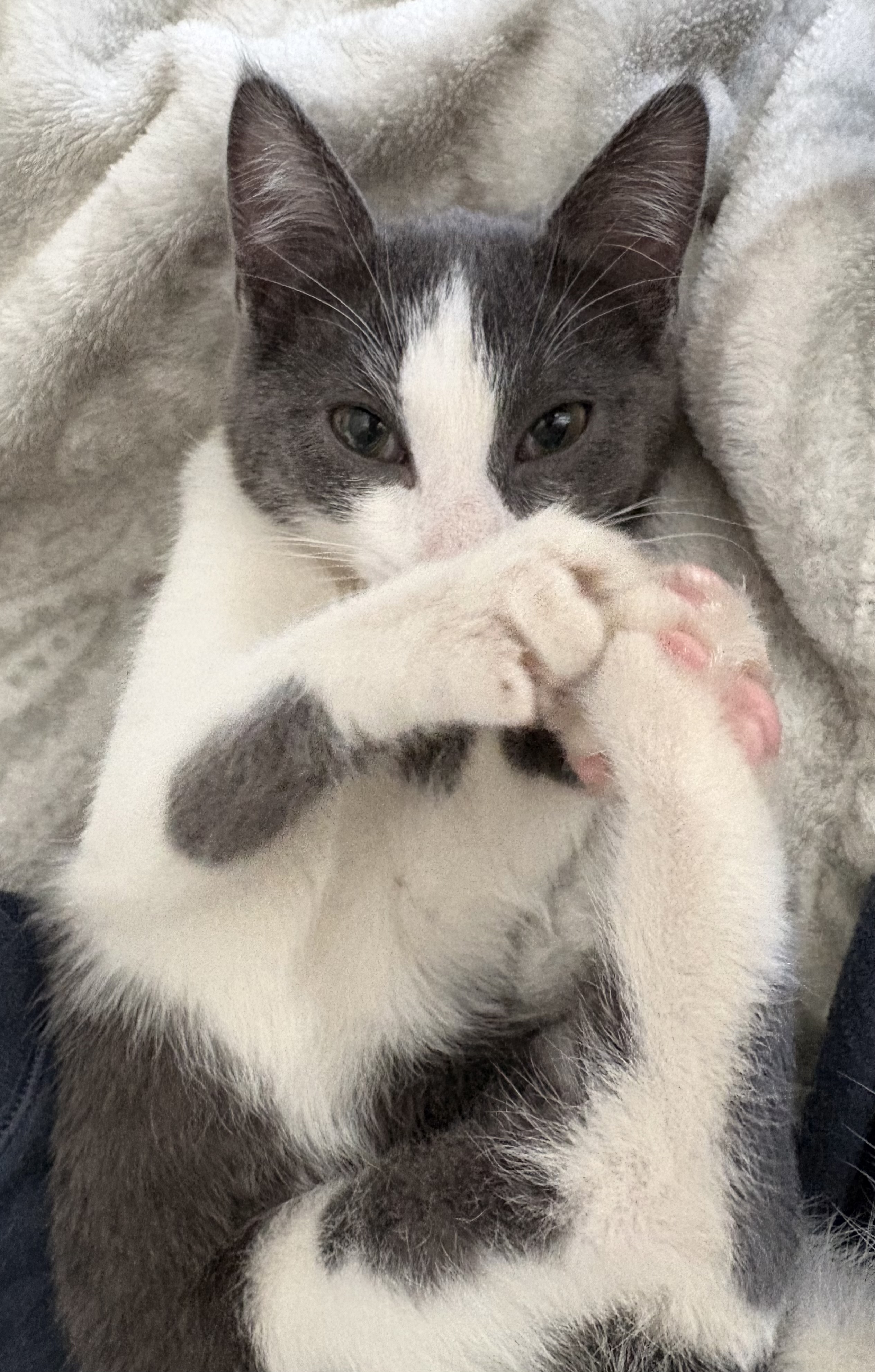 Picture of the Animal Listed