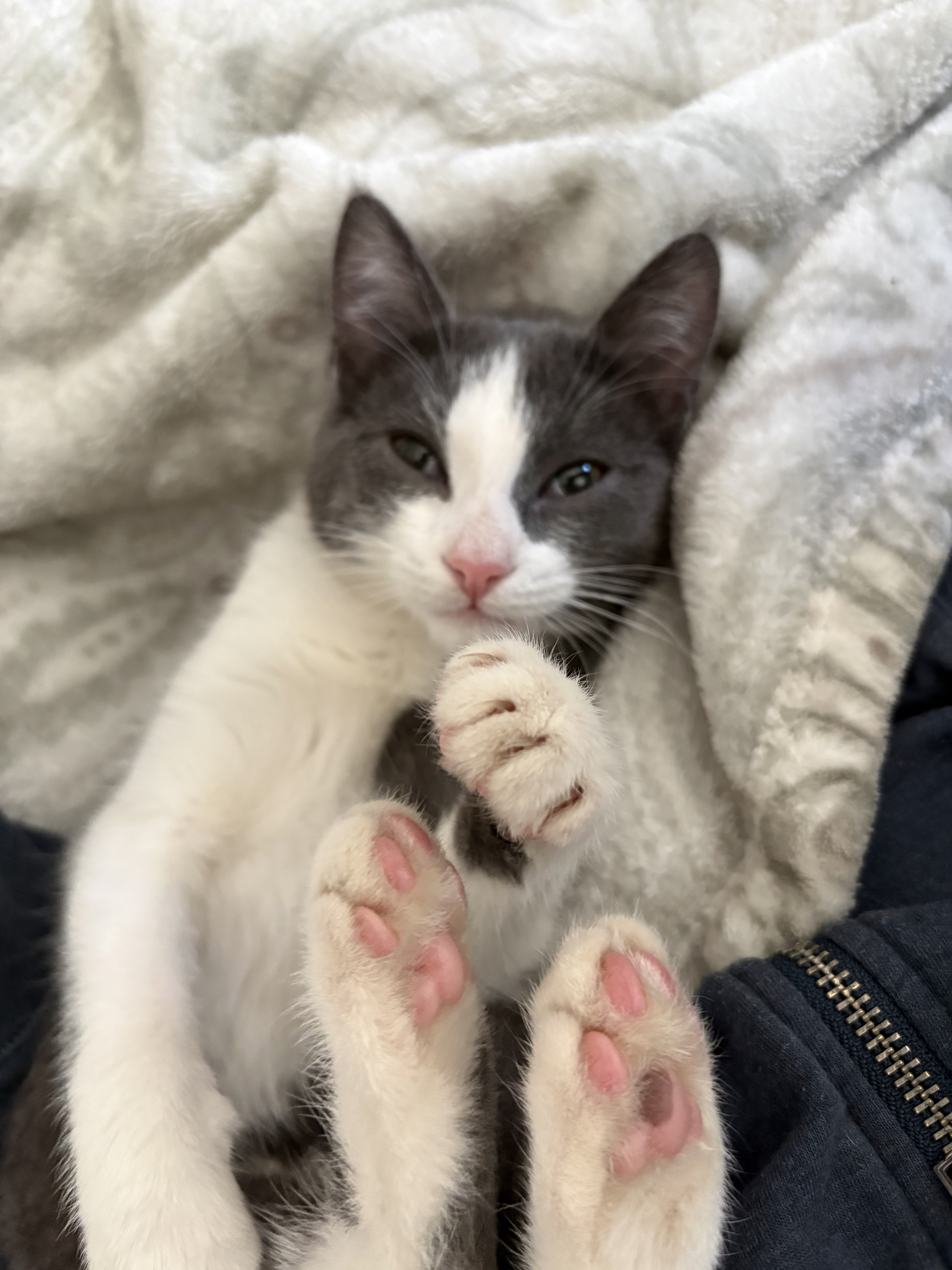 Picture of the Animal Listed