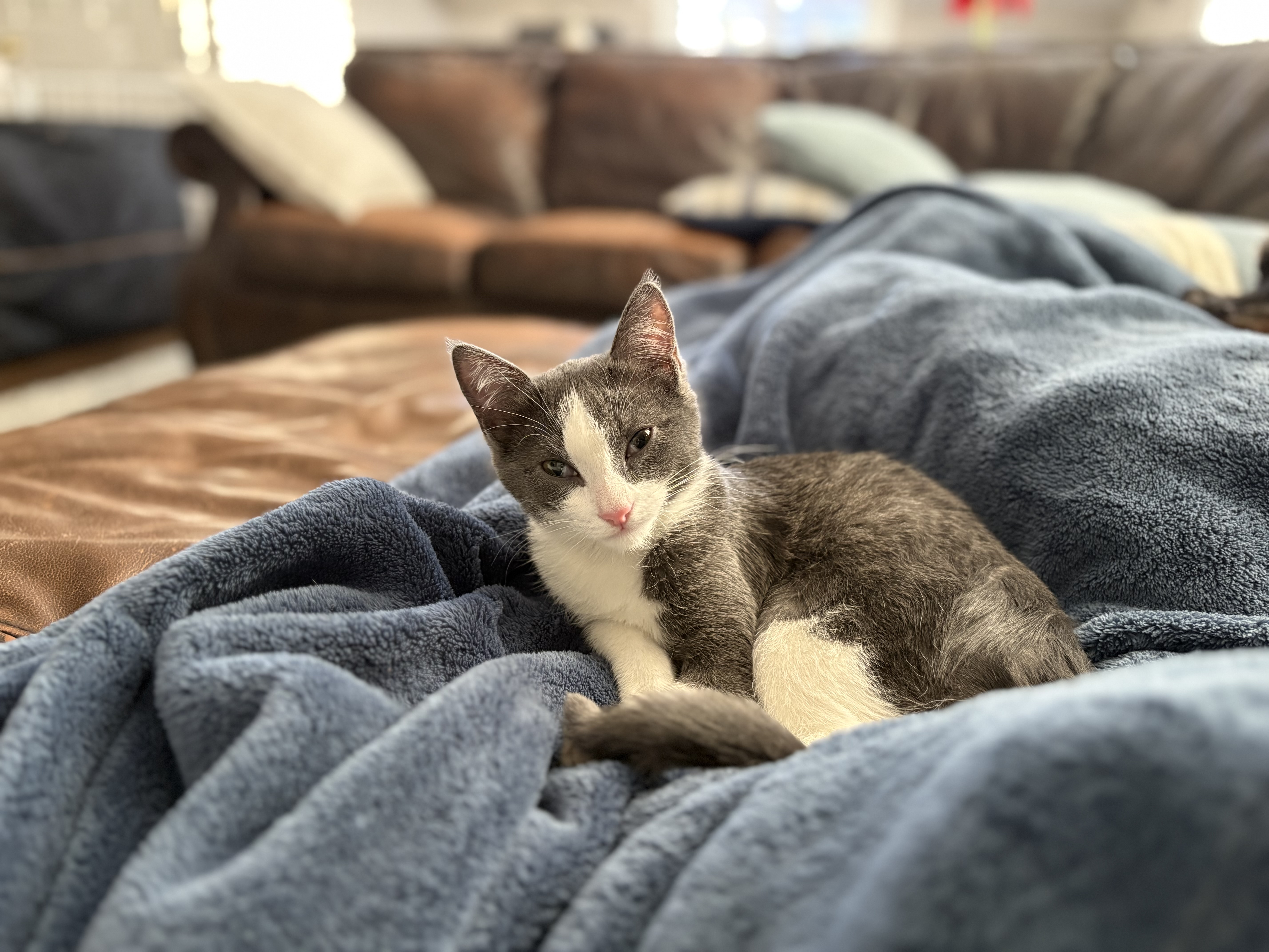 Picture of the Animal Listed