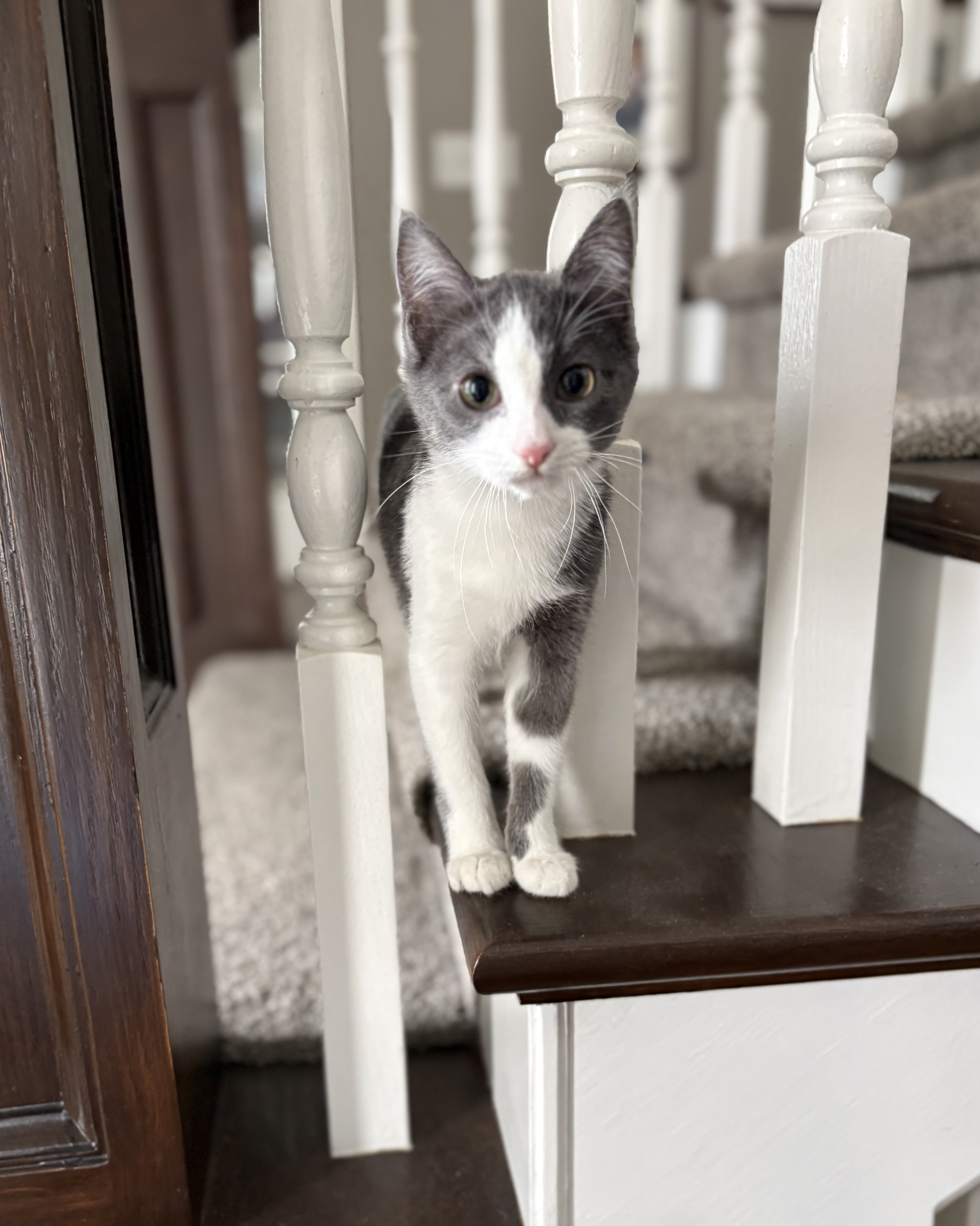 Picture of the Animal Listed