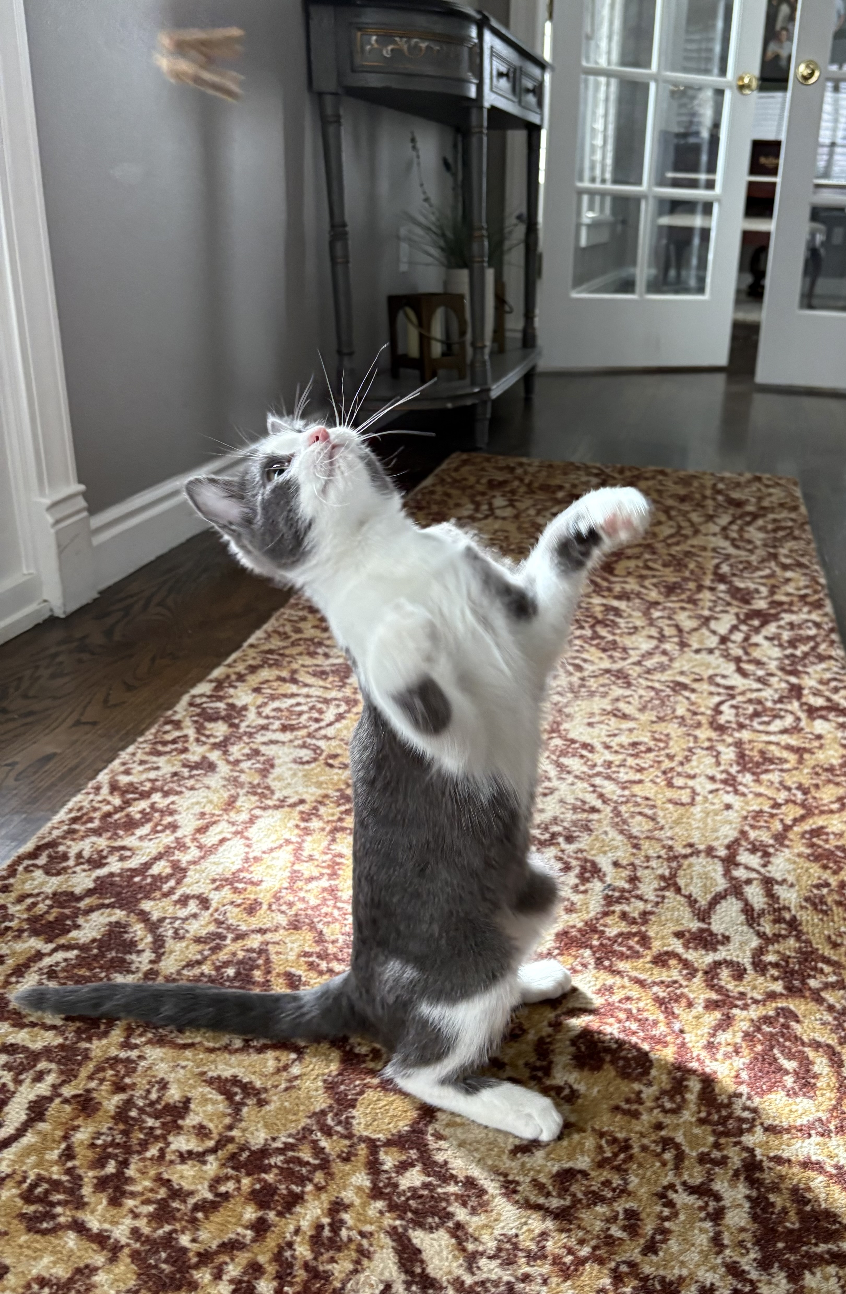 Picture of the Animal Listed