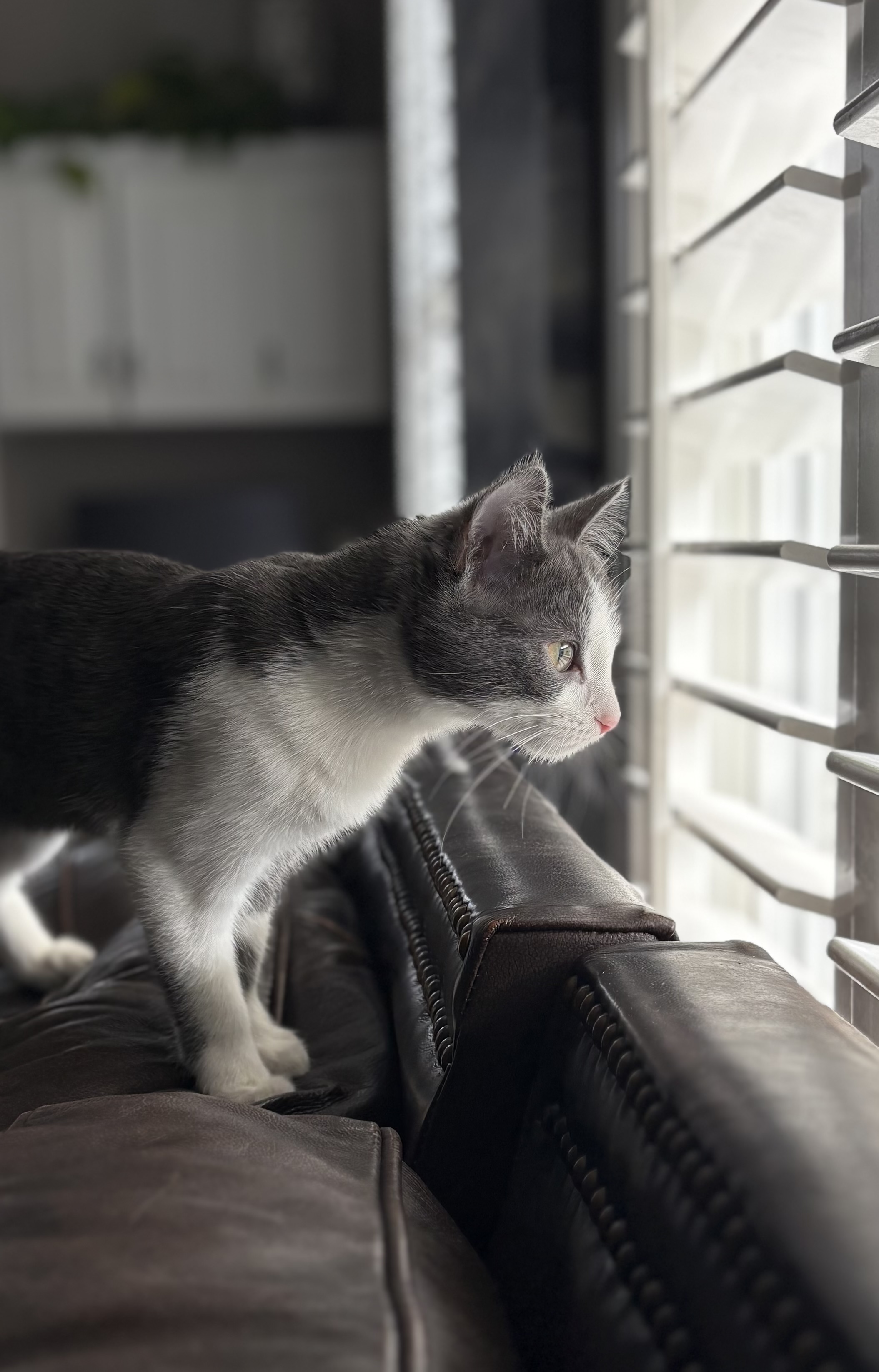 Picture of the Animal Listed