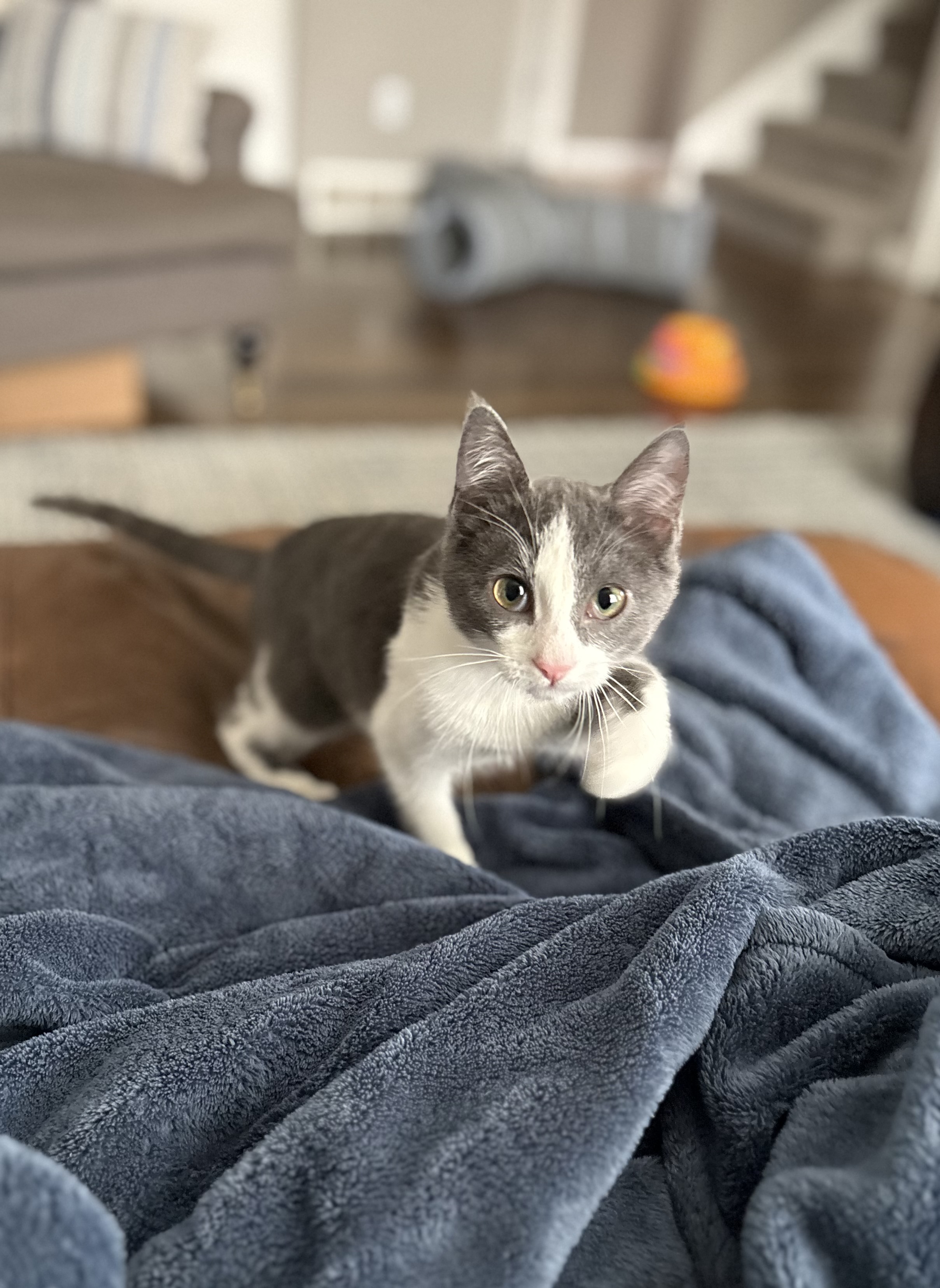 Picture of the Animal Listed