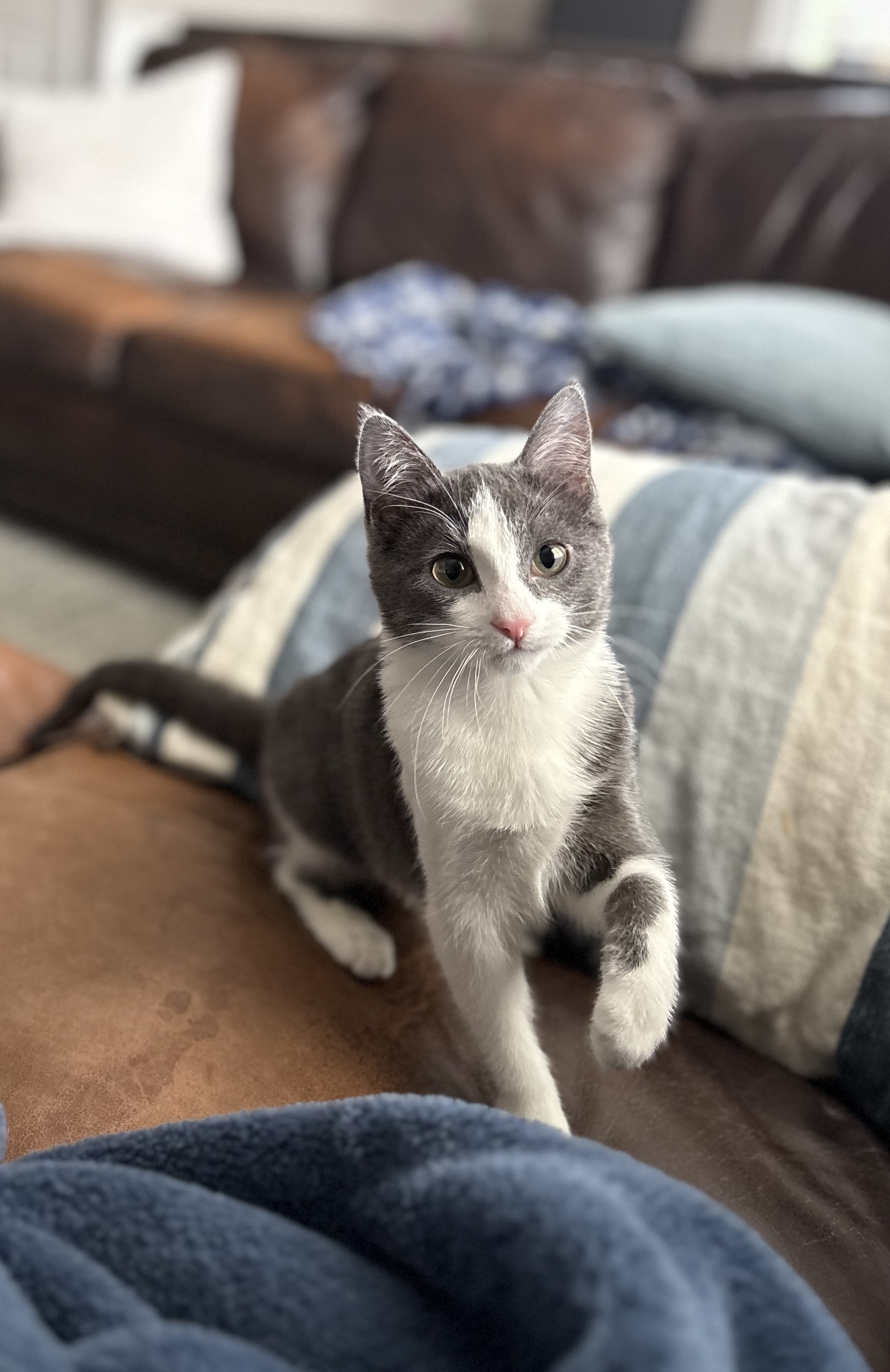 Picture of the Animal Listed