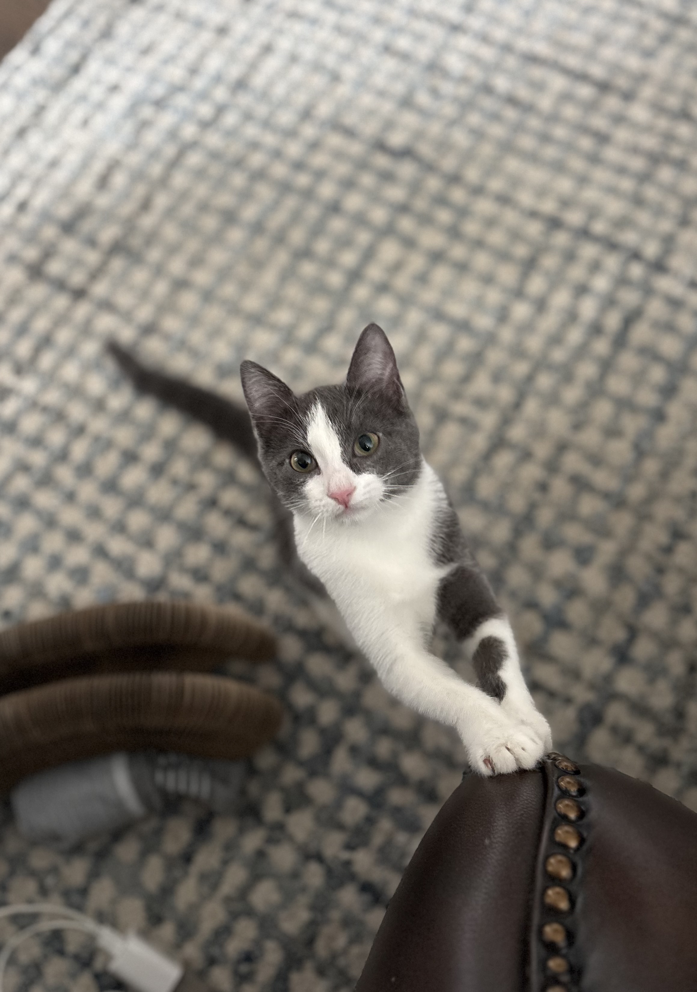 Picture of the Animal Listed