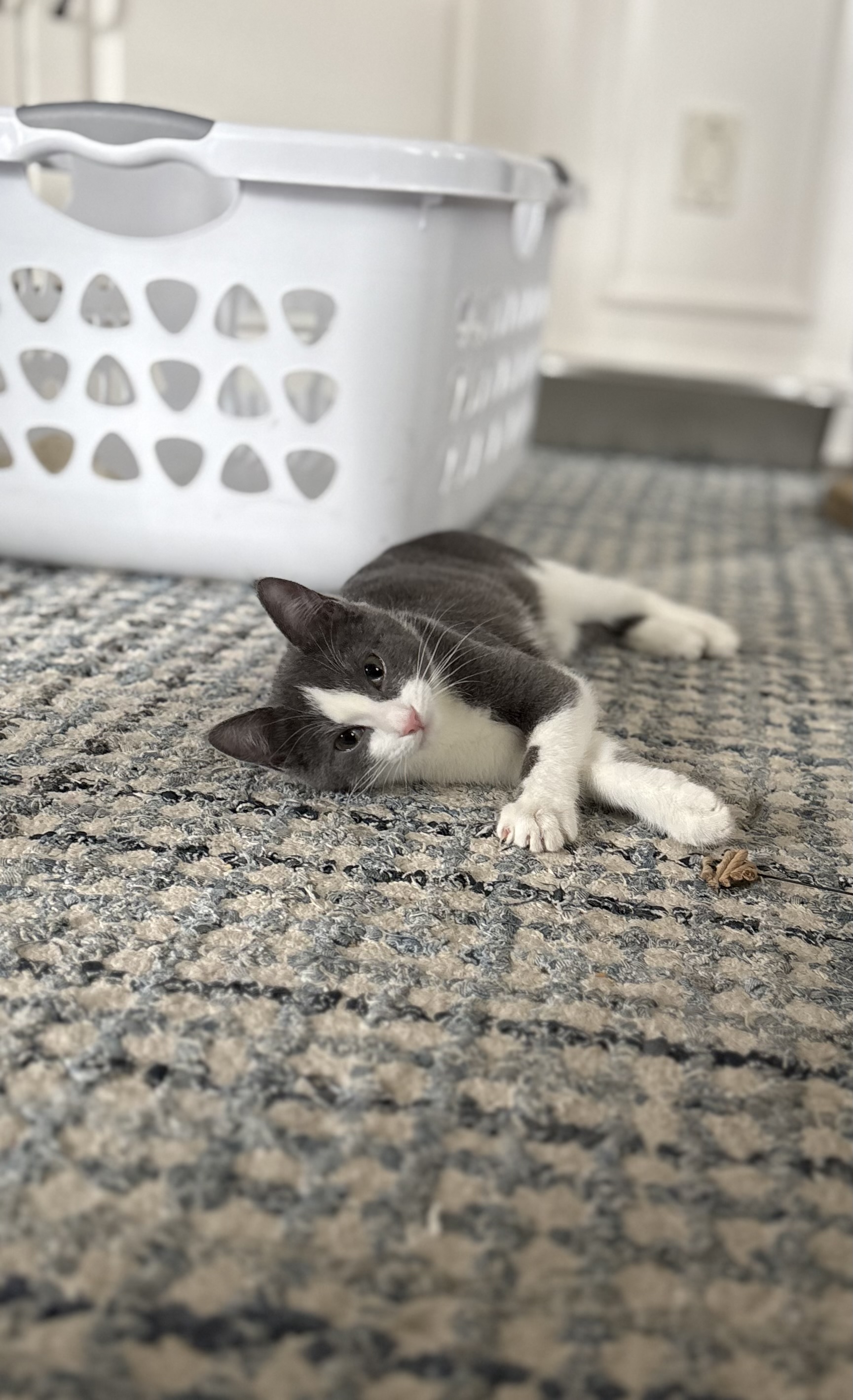 Picture of the Animal Listed