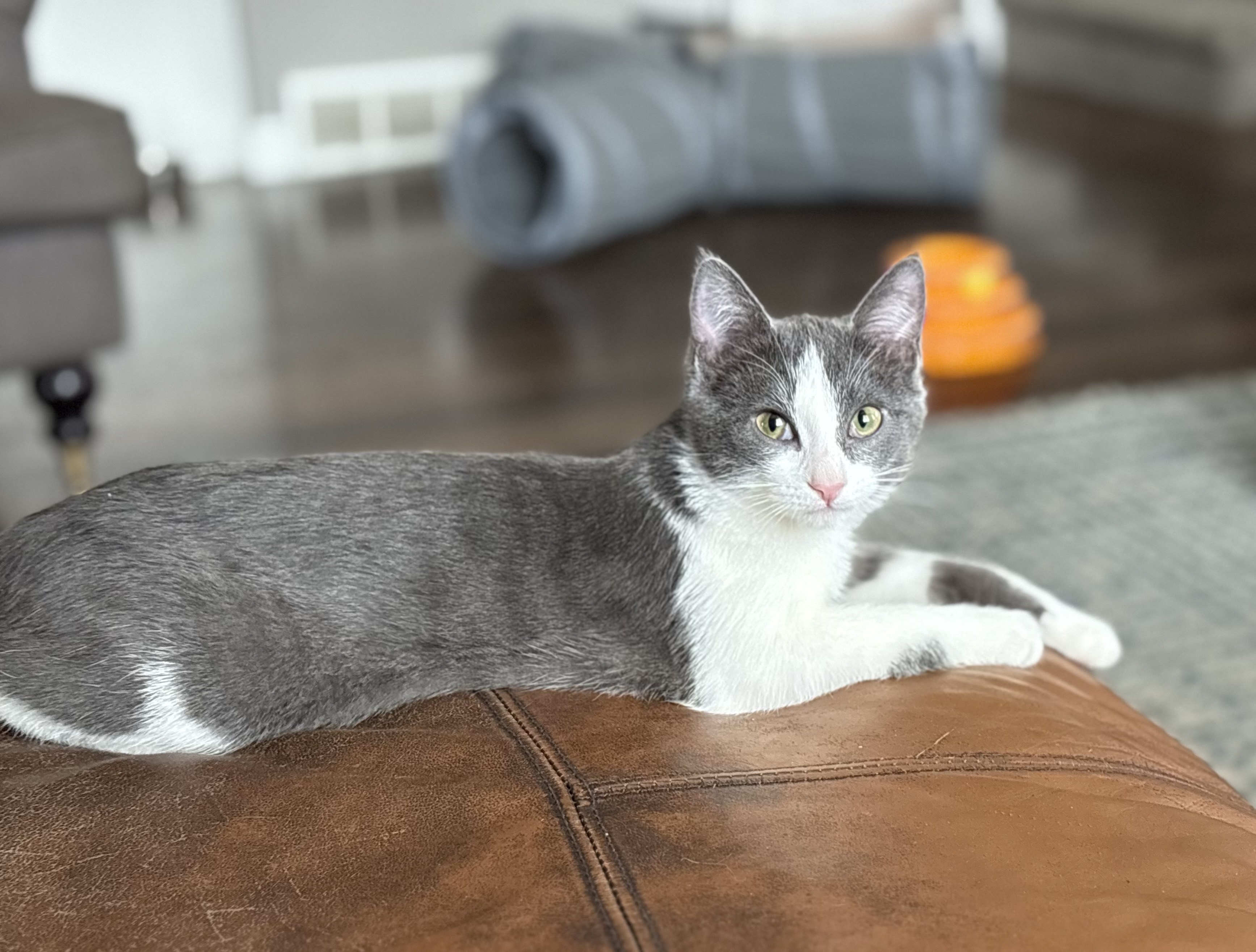 Picture of the Animal Listed