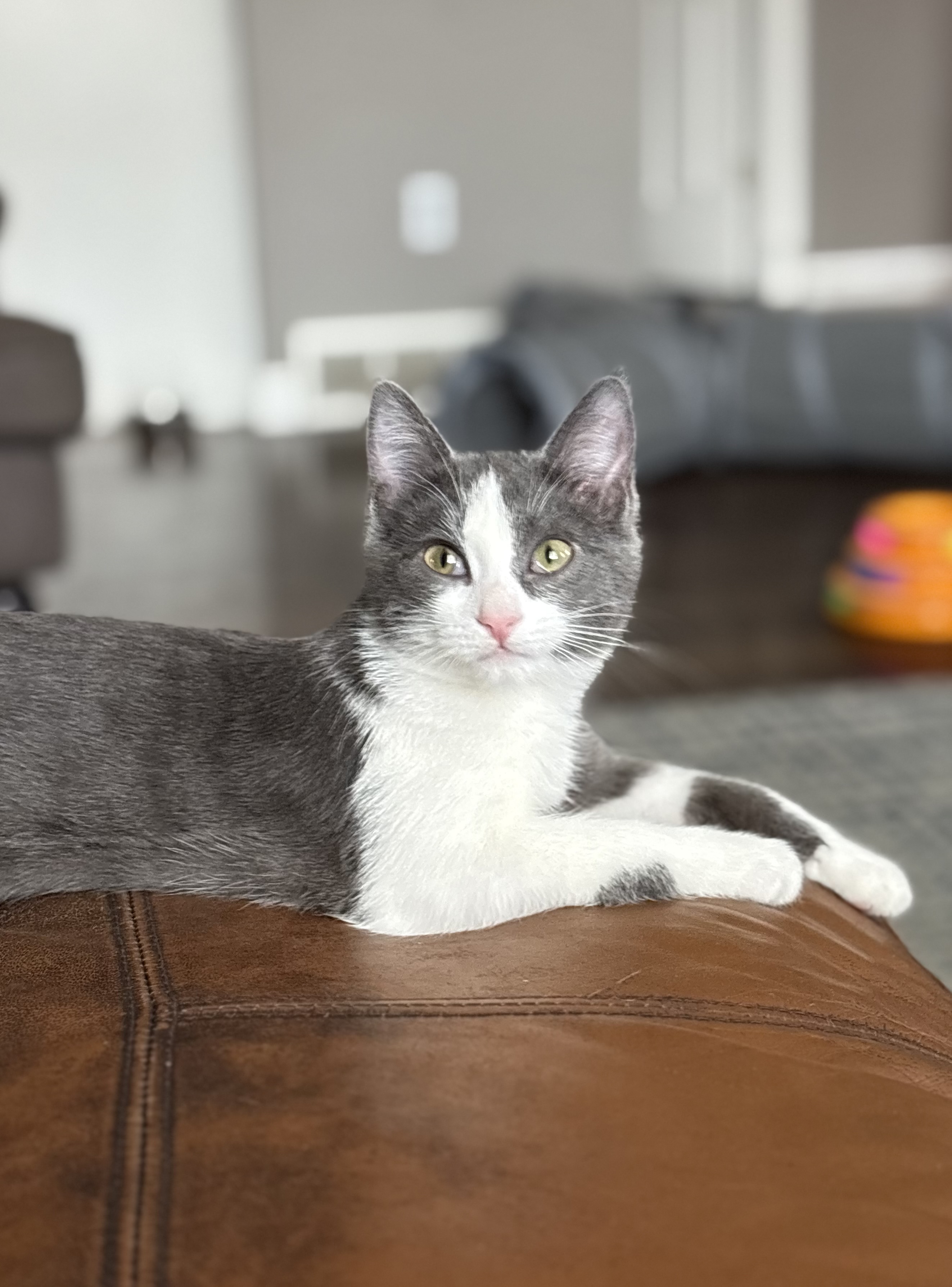 Picture of the Animal Listed