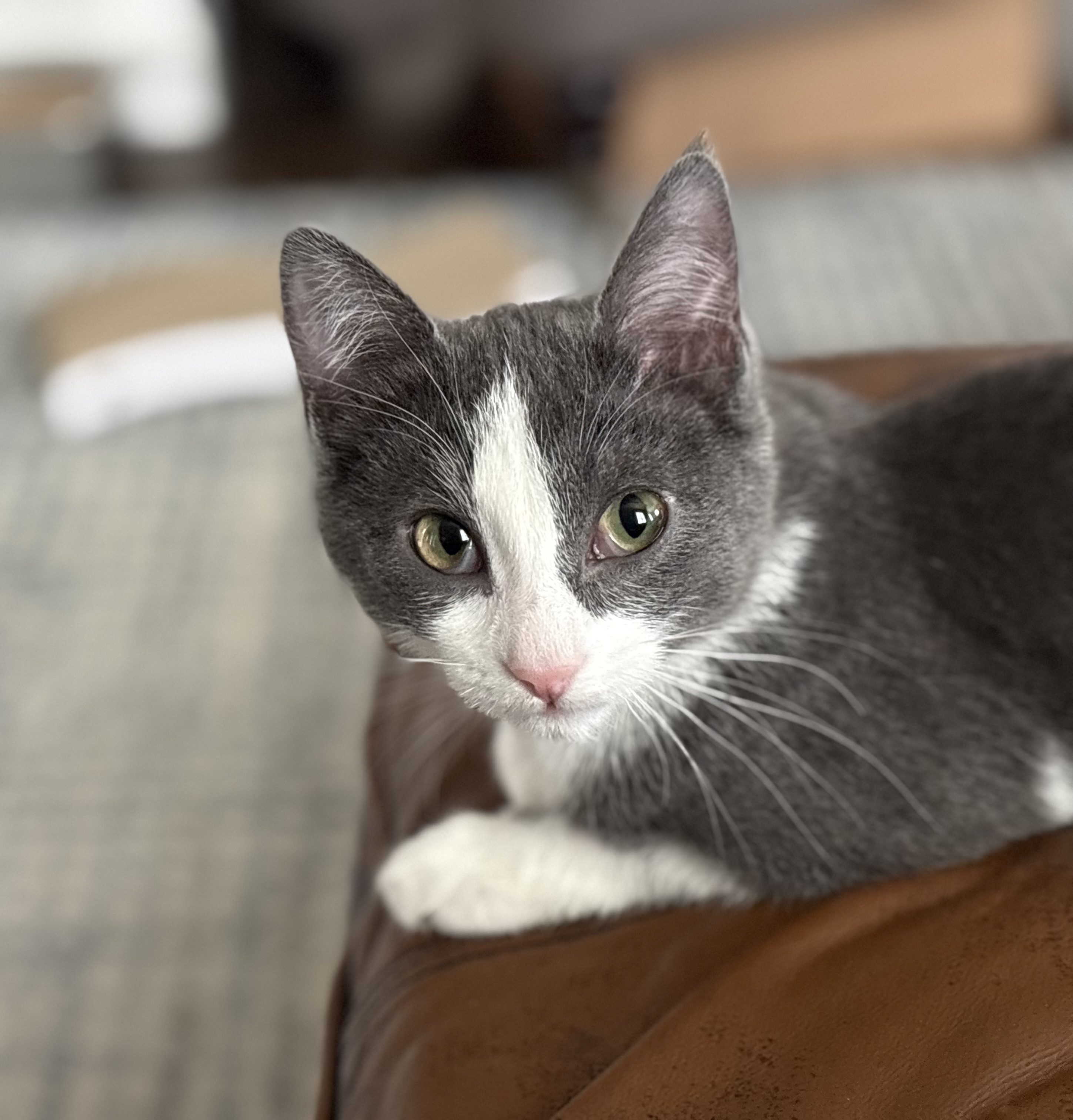 Picture of the Animal Listed