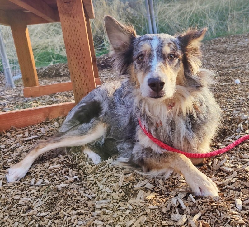 Picture of the Animal Listed