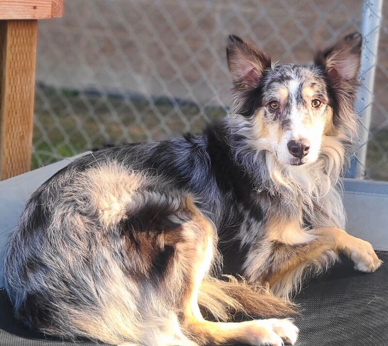 Picture of the Animal Listed