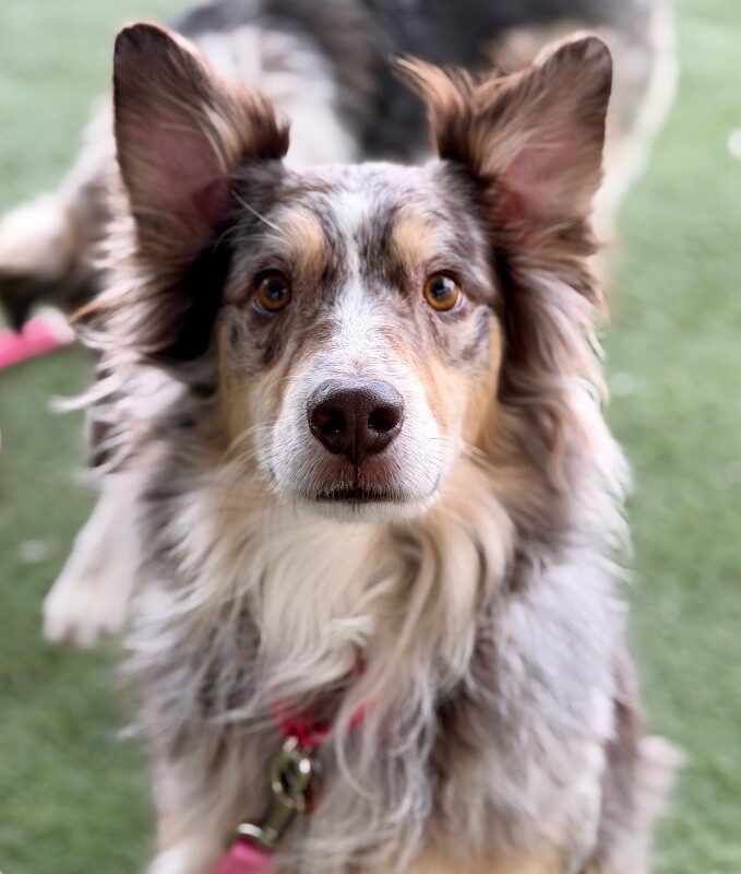 Picture of the Animal Listed