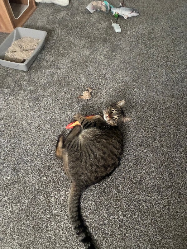 Picture of the Animal Listed