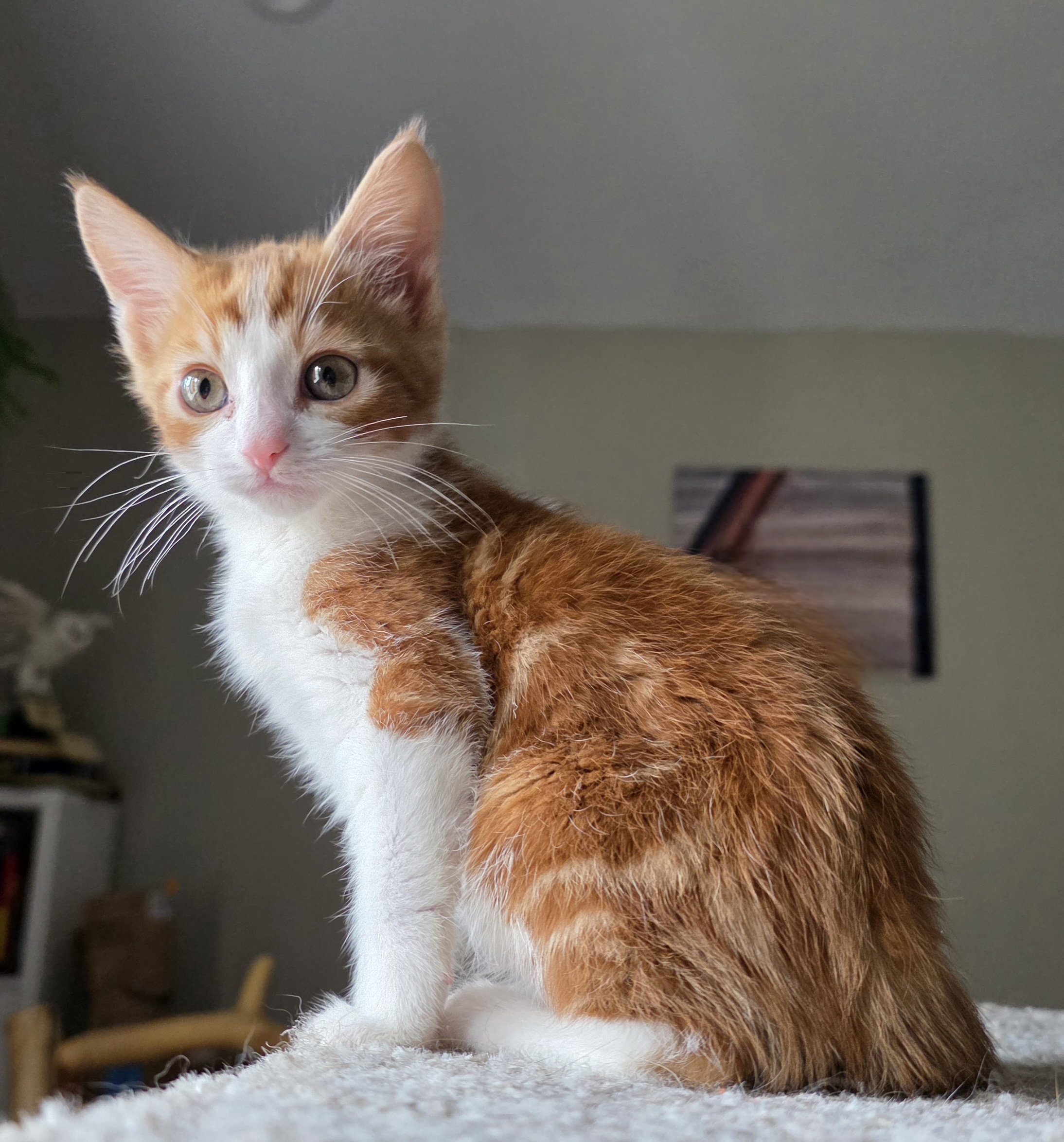 Picture of the Animal Listed