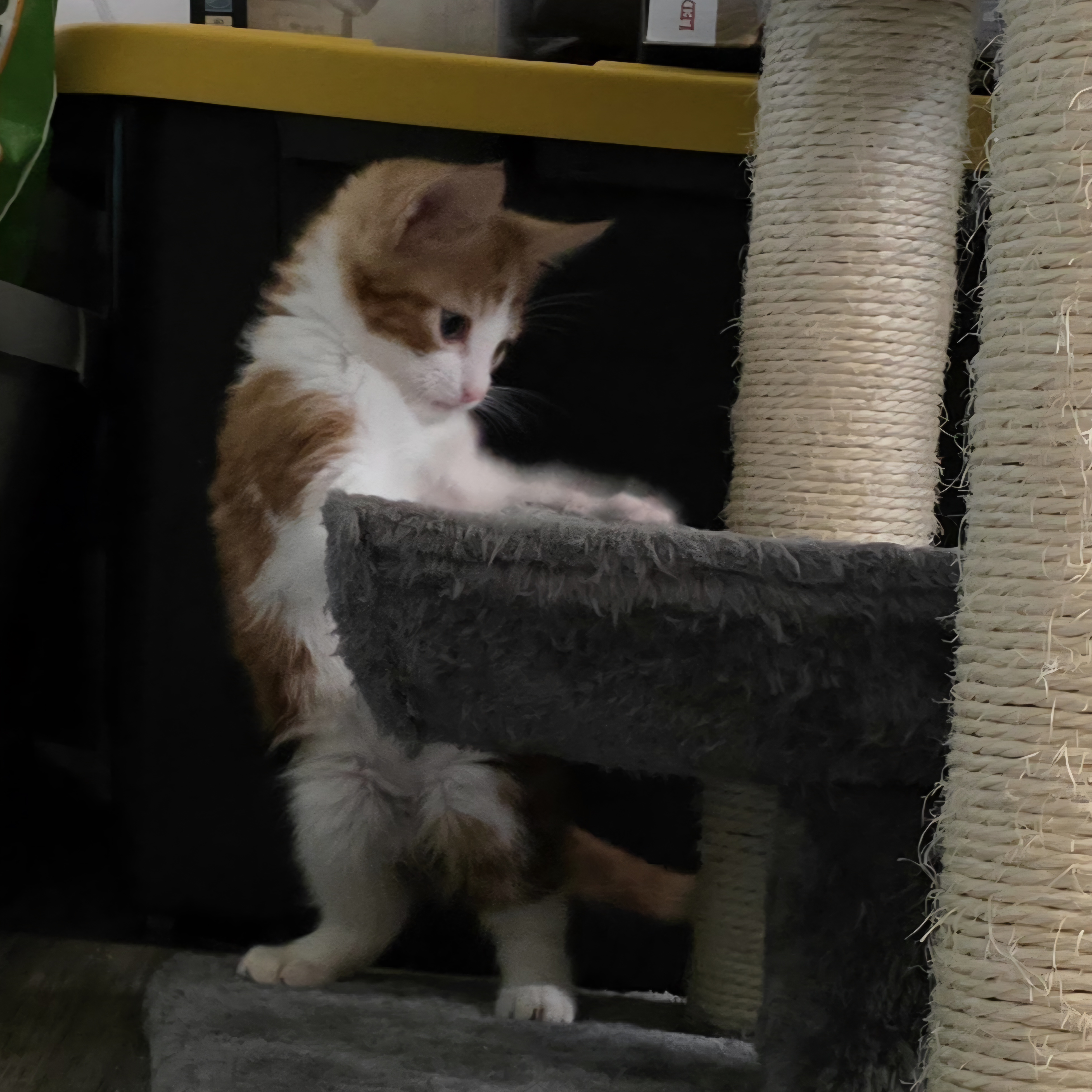 Picture of the Animal Listed