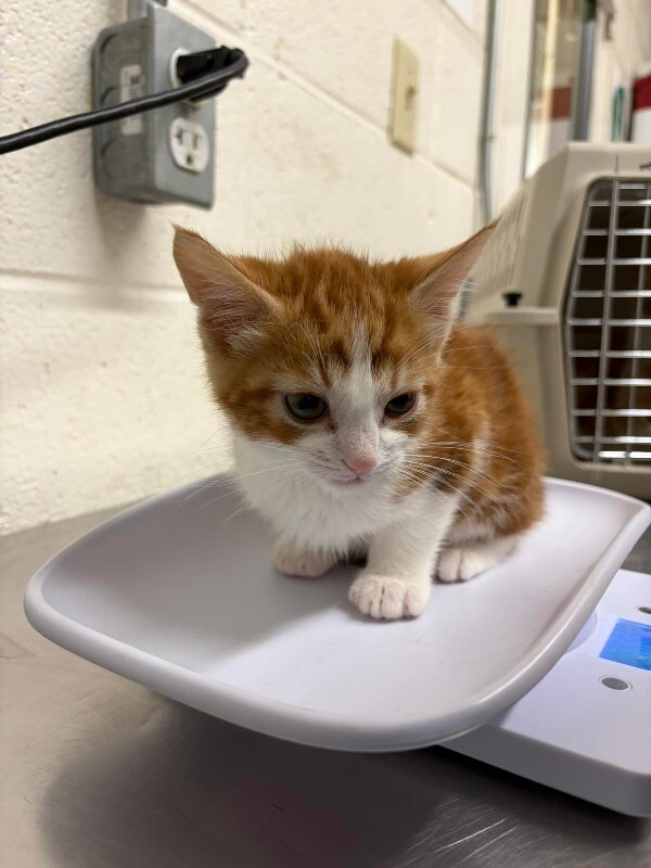 Picture of the Animal Listed