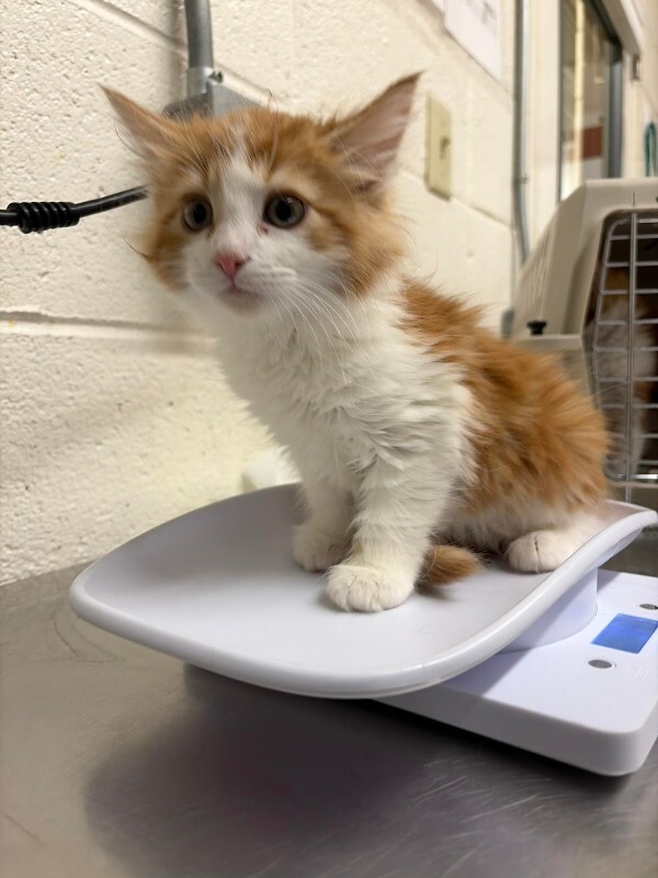 Picture of the Animal Listed