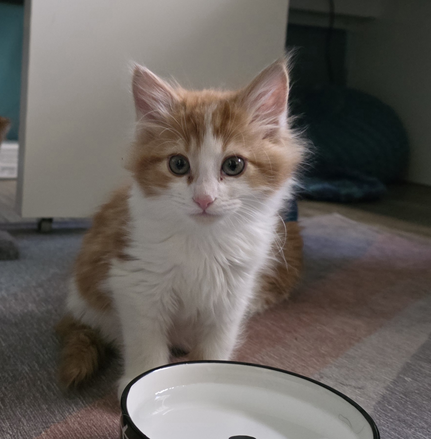 Picture of the Animal Listed