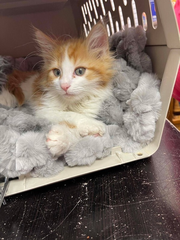 Picture of the Animal Listed