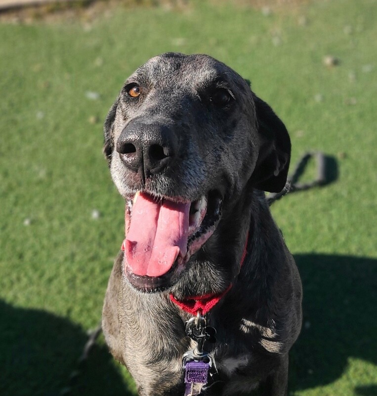 Picture of the Animal Listed