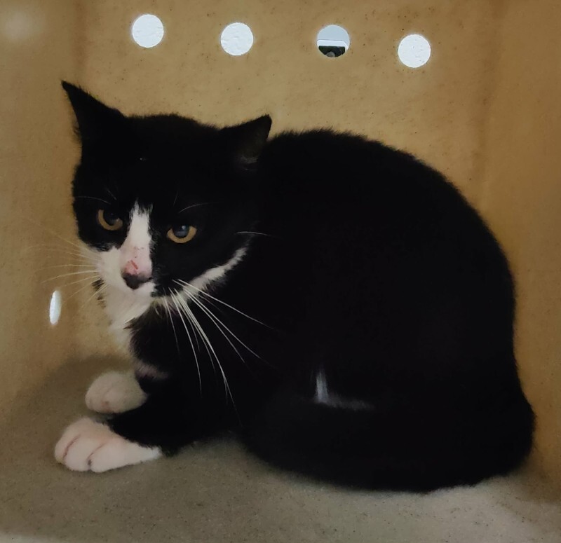 Picture of the Animal Listed