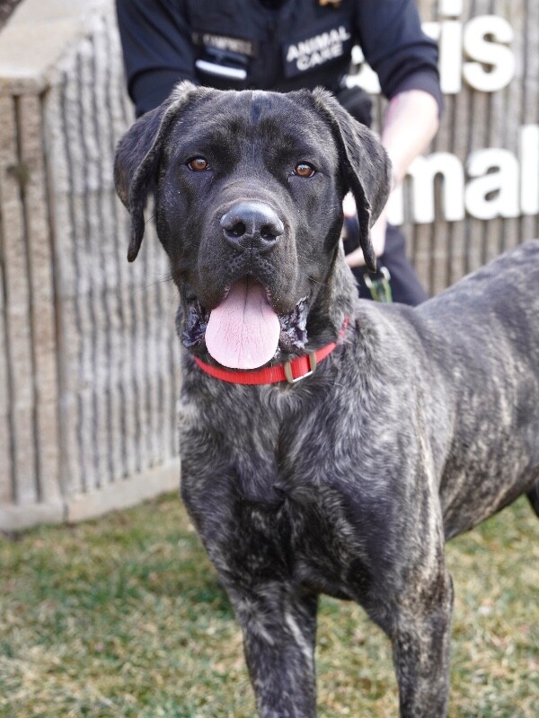 Picture of the Animal Listed