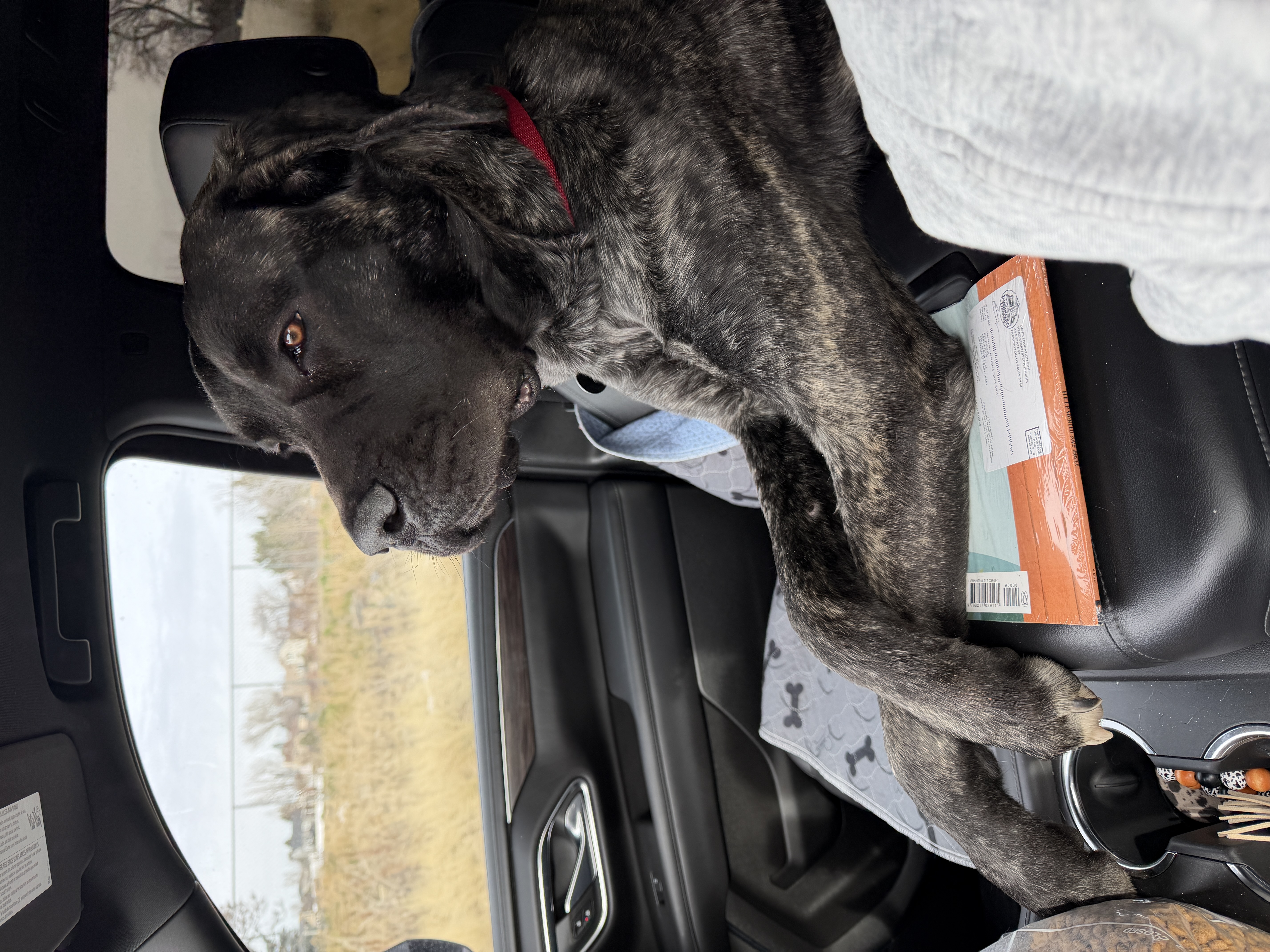 Picture of the Animal Listed