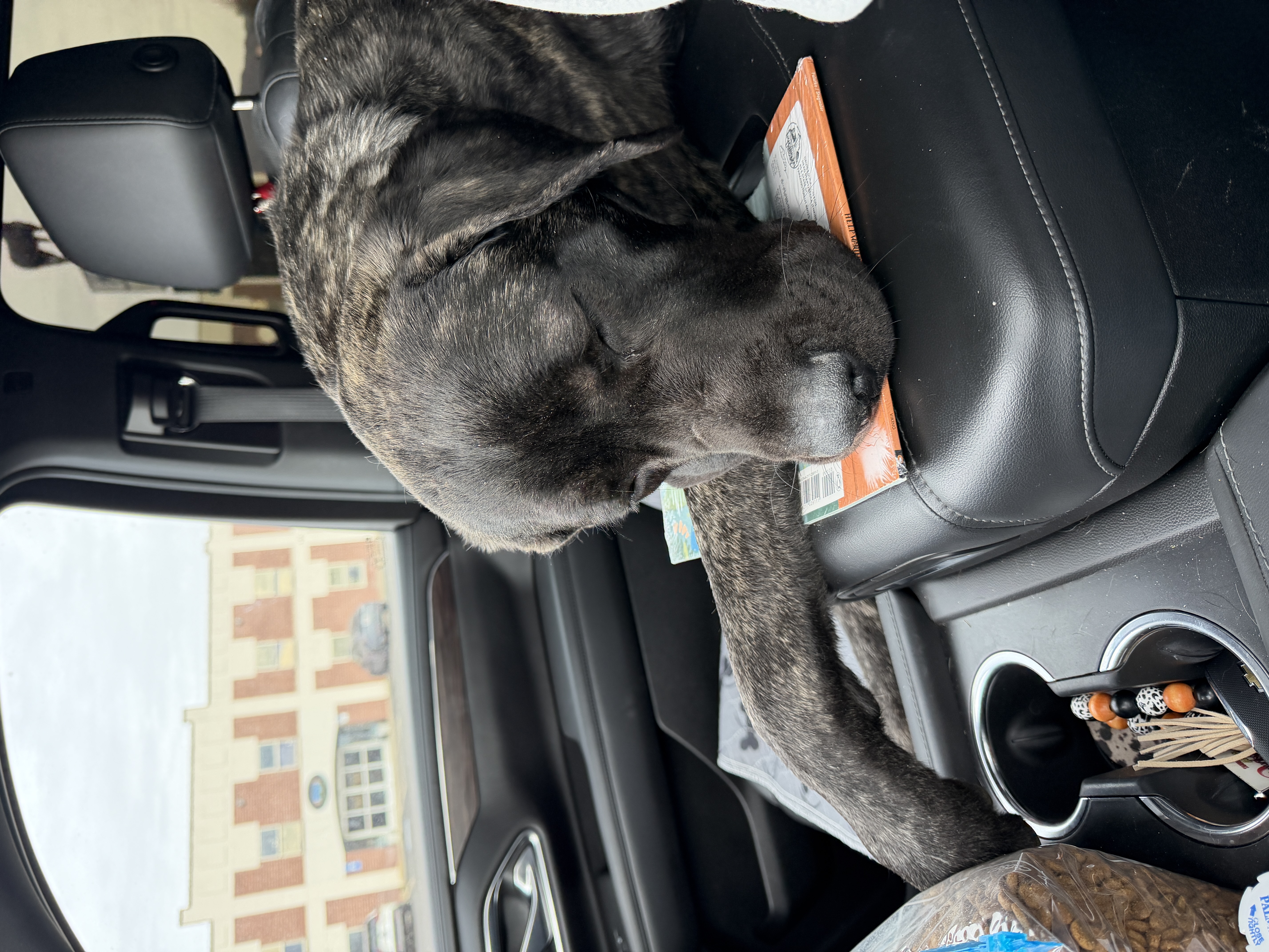 Picture of the Animal Listed