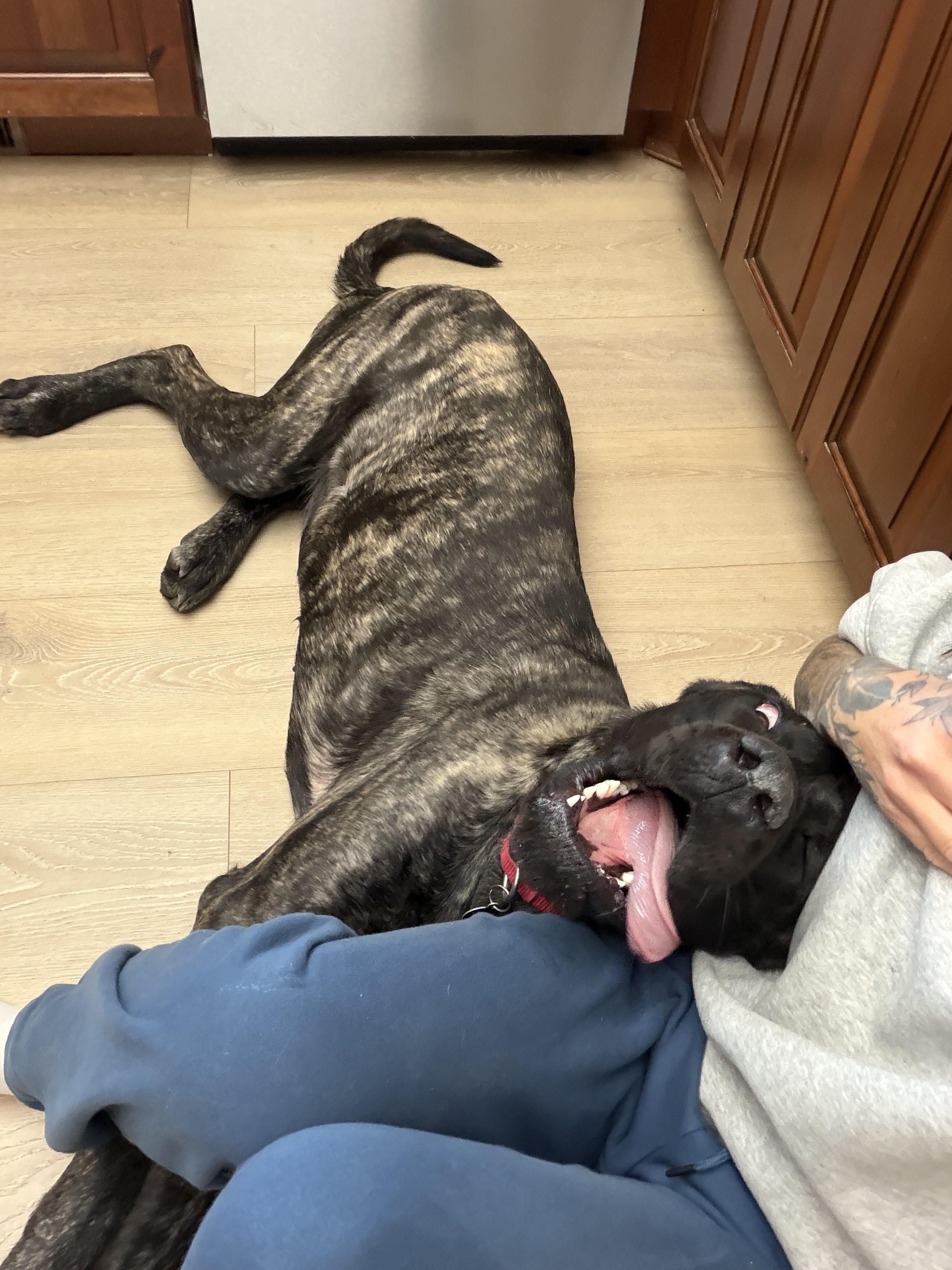 Picture of the Animal Listed