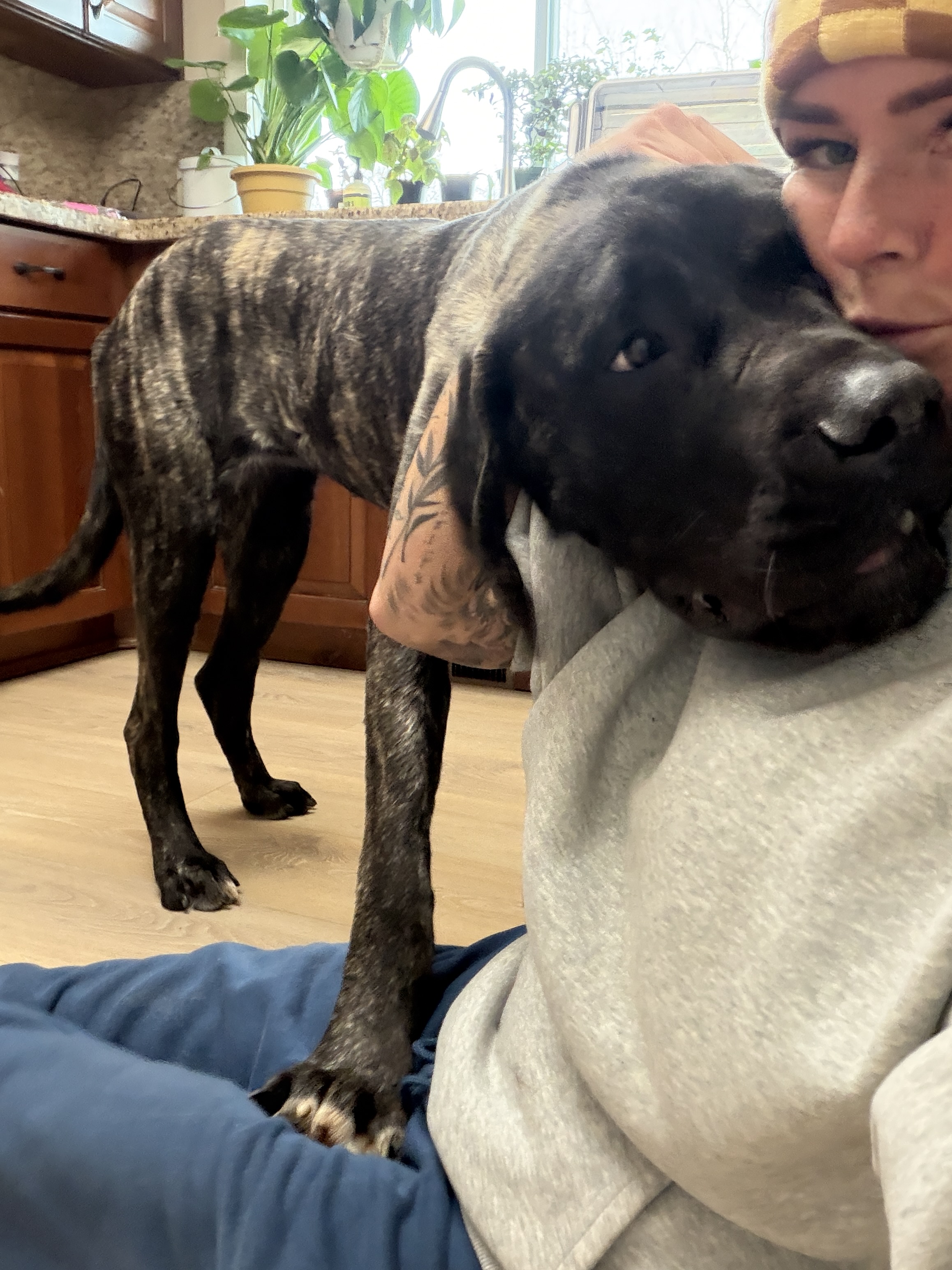 Picture of the Animal Listed