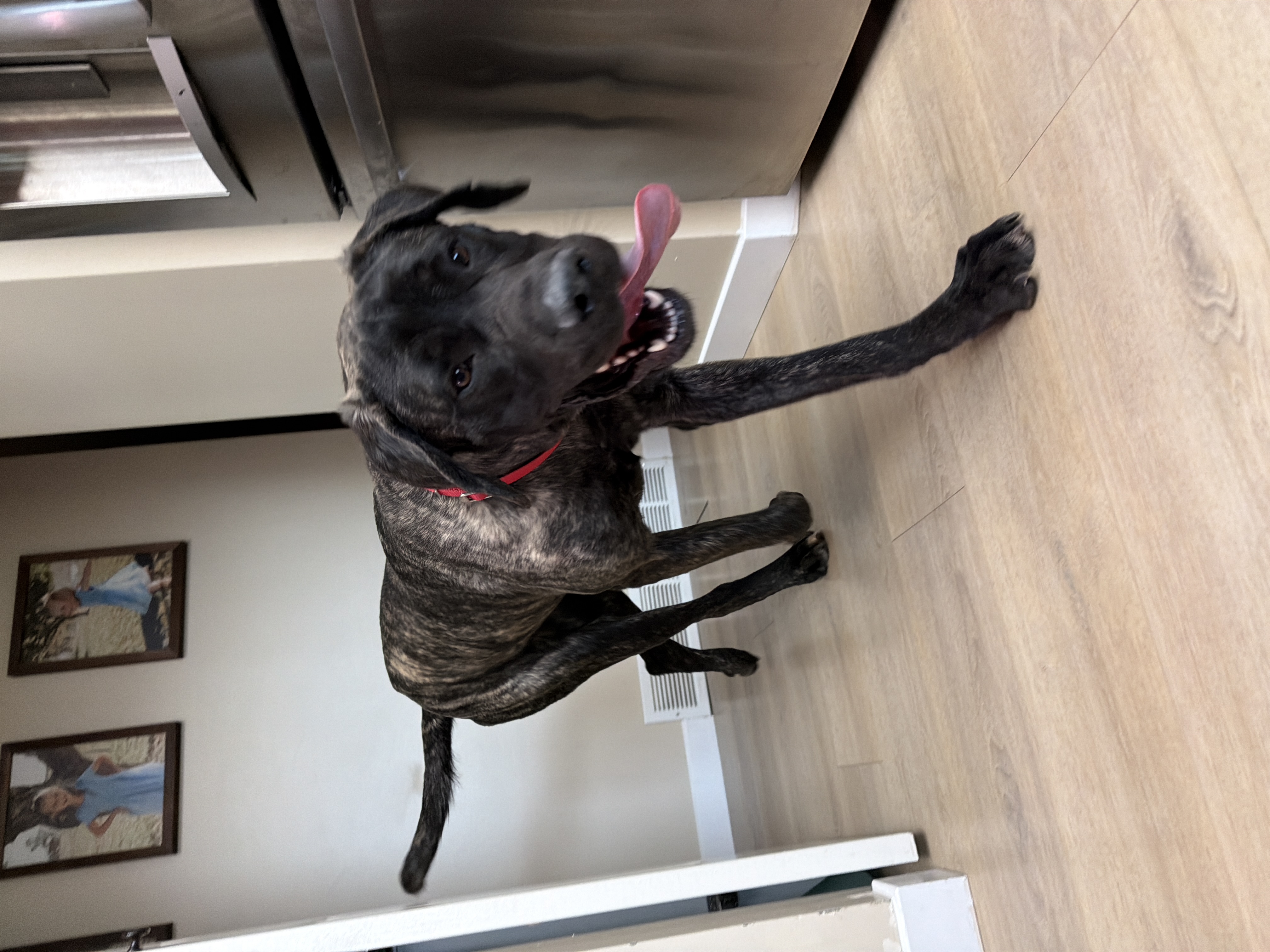 Picture of the Animal Listed