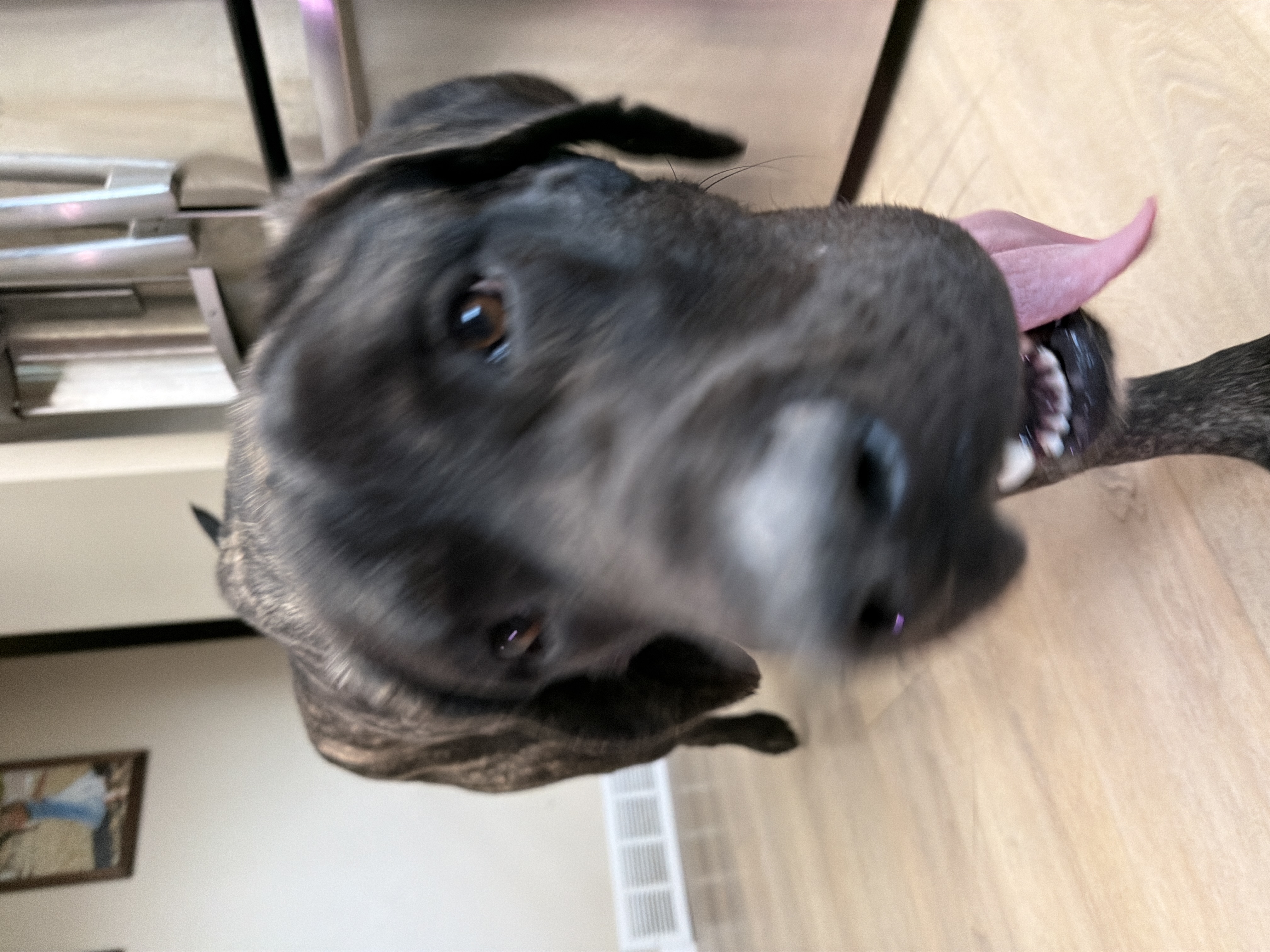 Picture of the Animal Listed