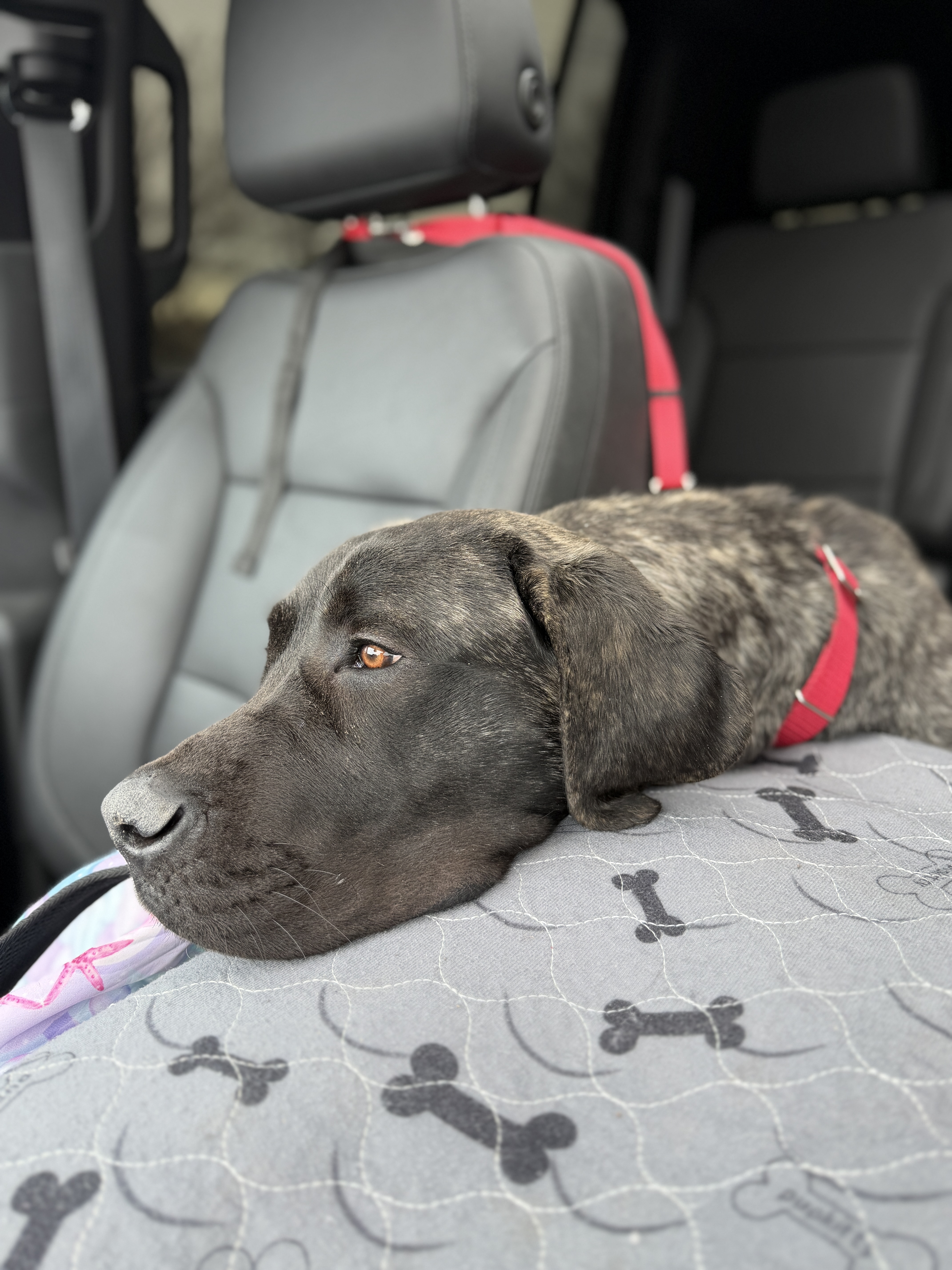 Picture of the Animal Listed