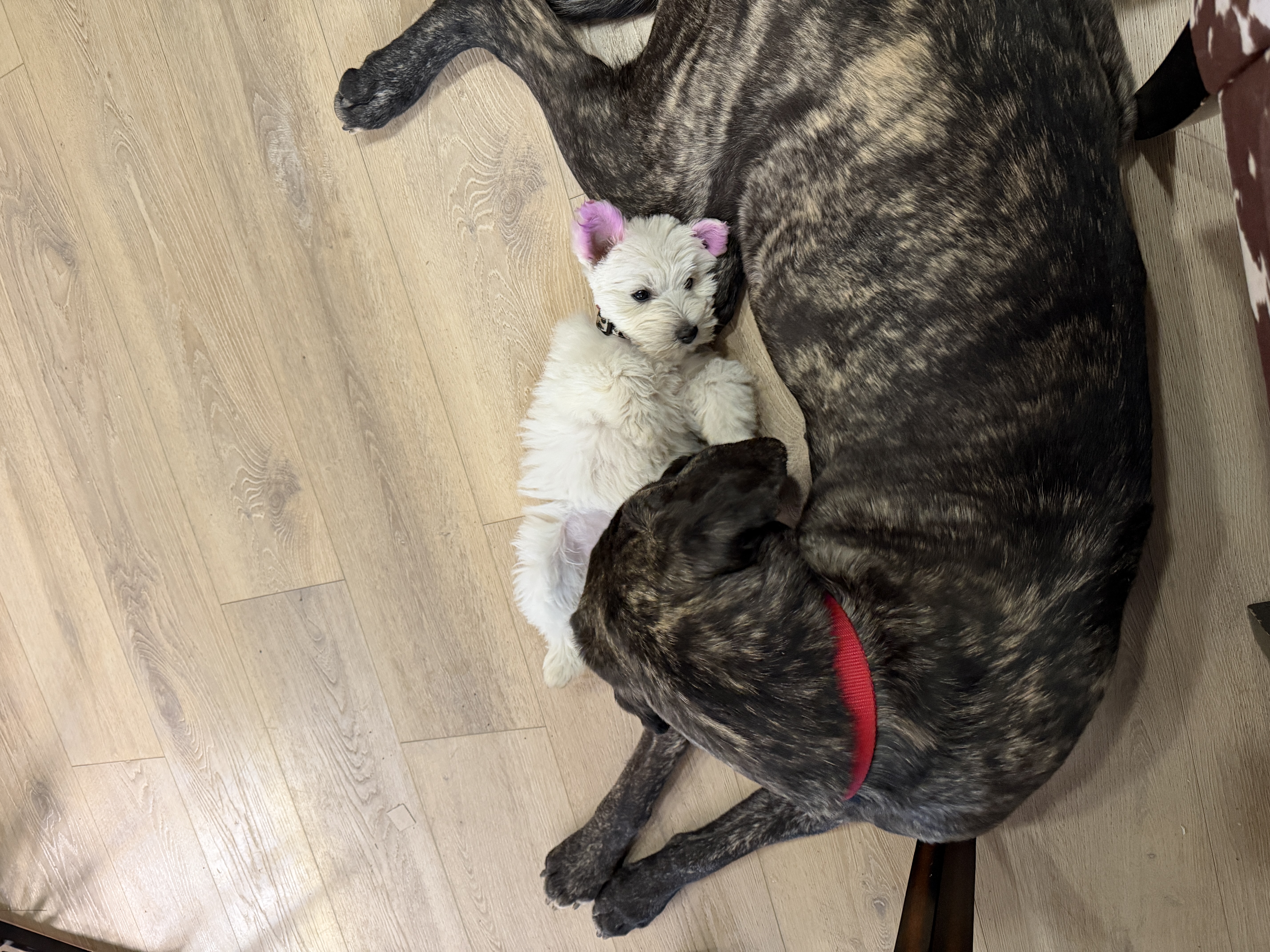 Picture of the Animal Listed