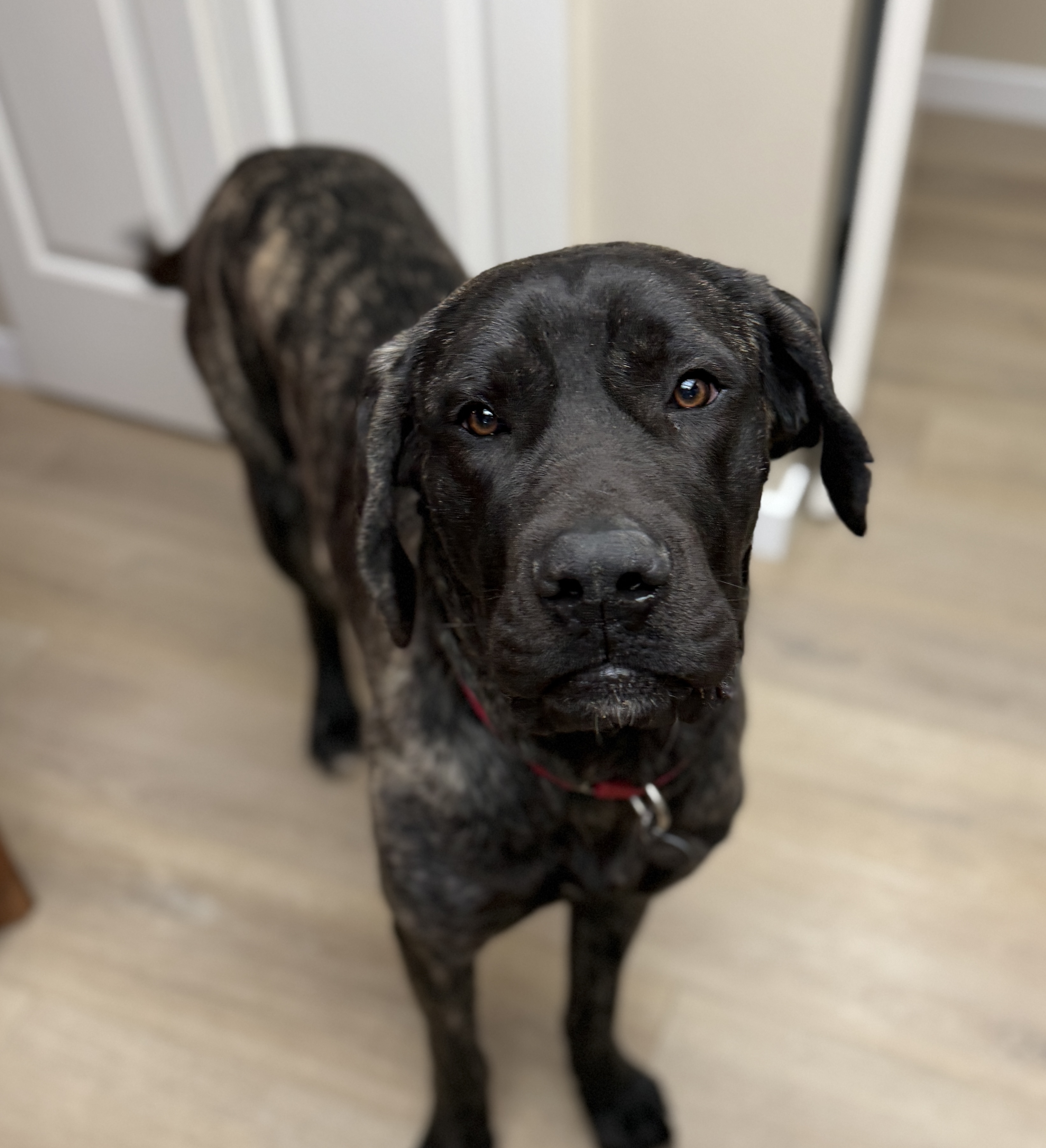 Picture of the Animal Listed