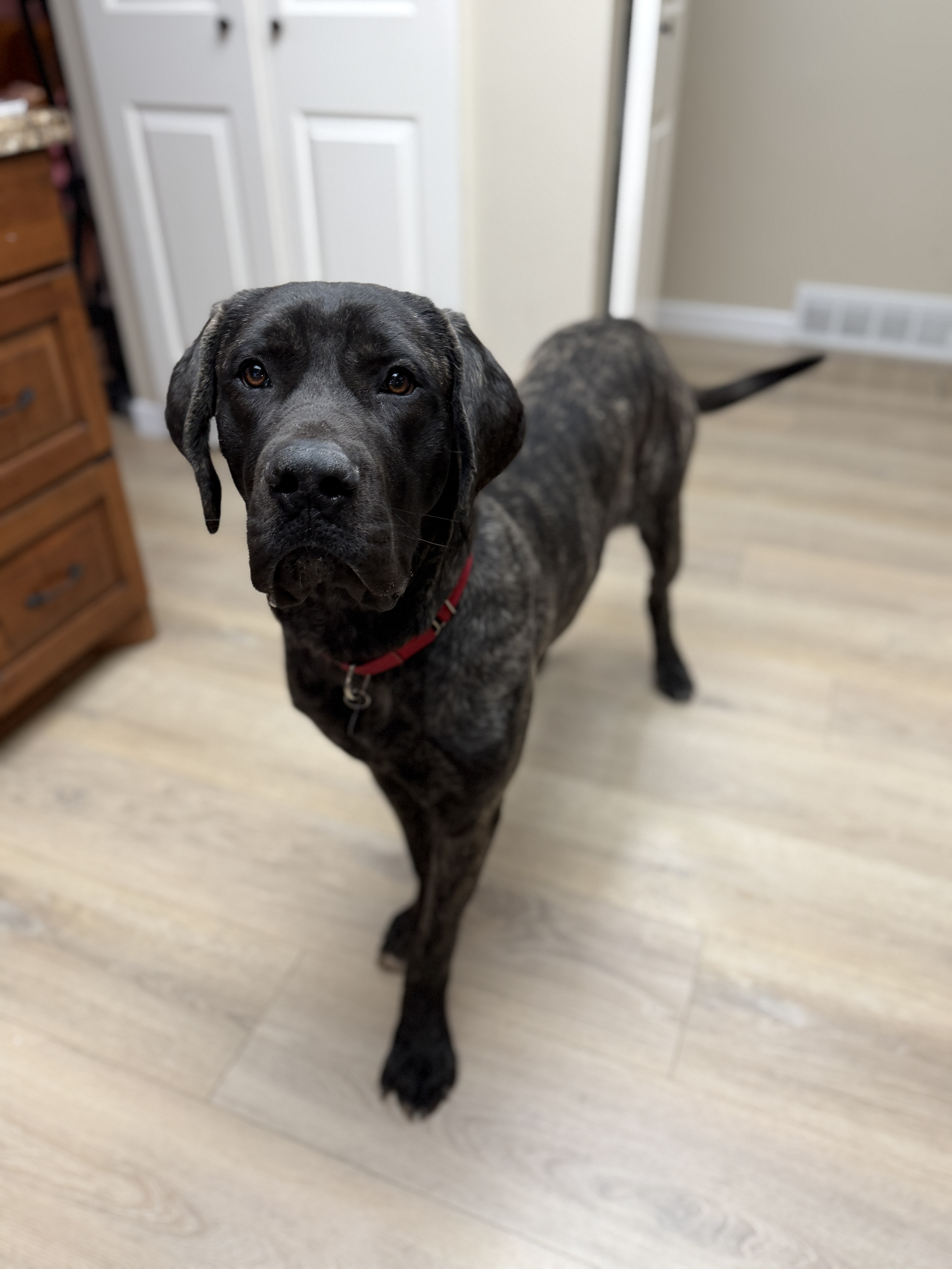 Picture of the Animal Listed