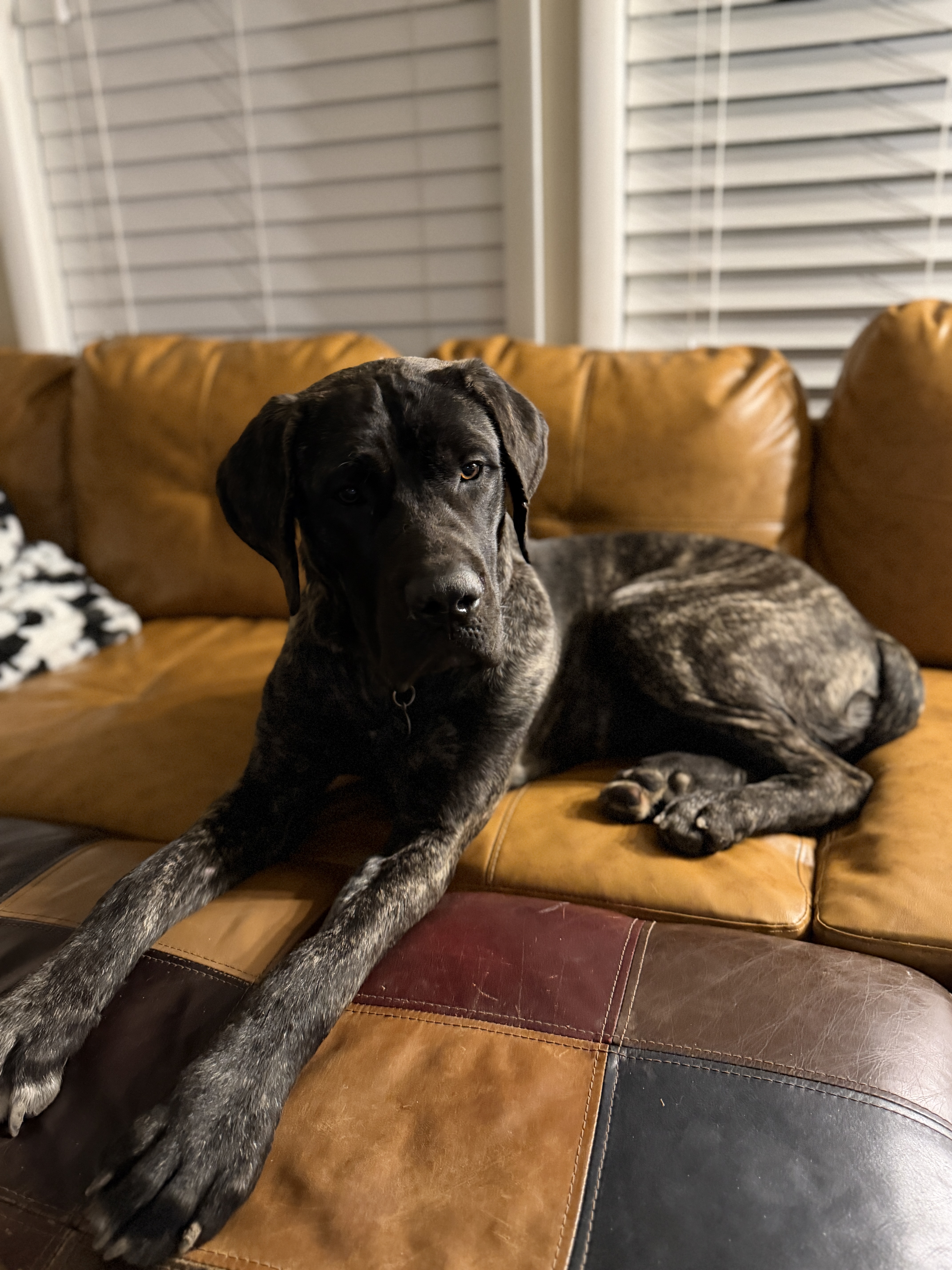 Picture of the Animal Listed