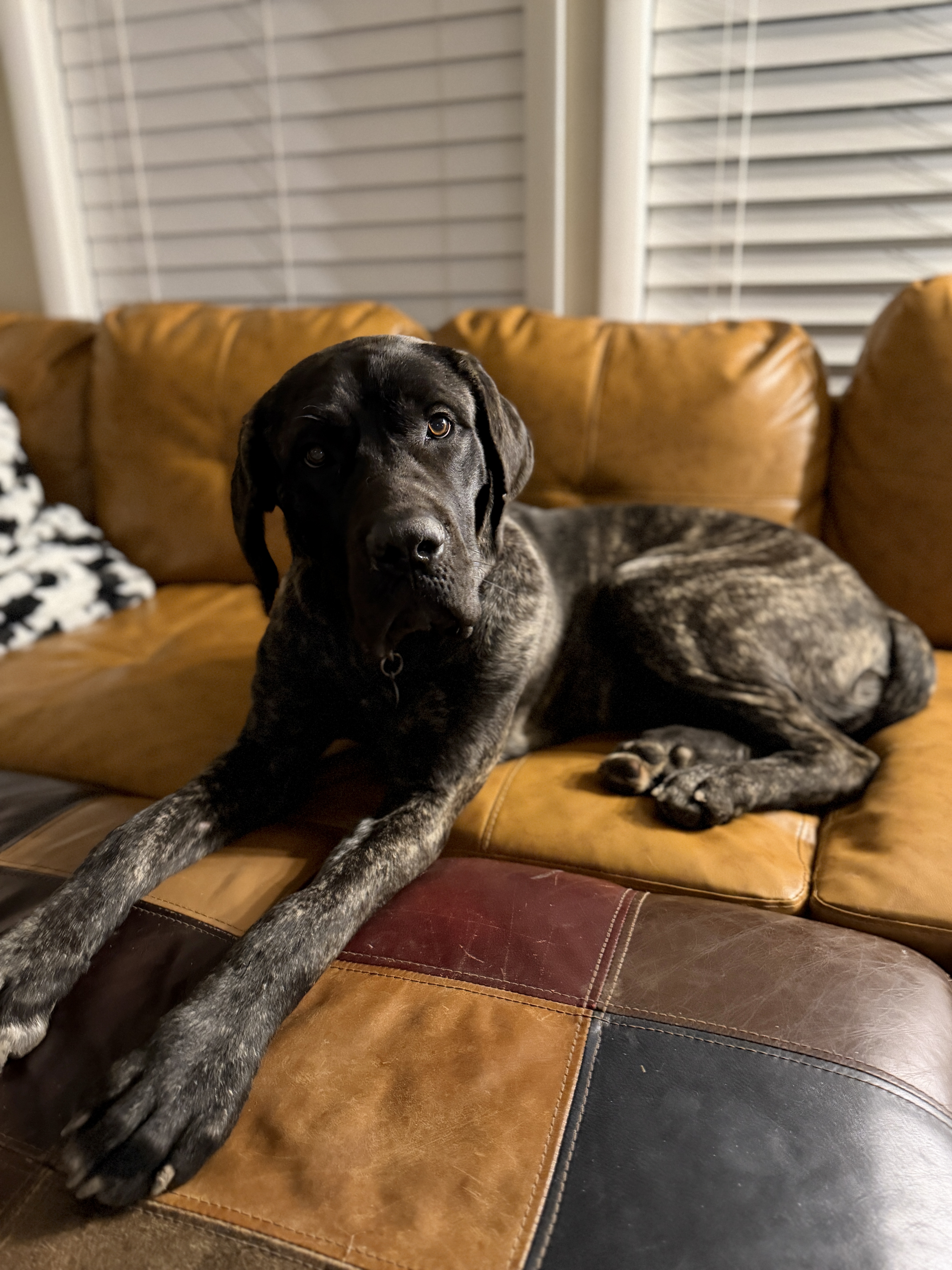 Picture of the Animal Listed