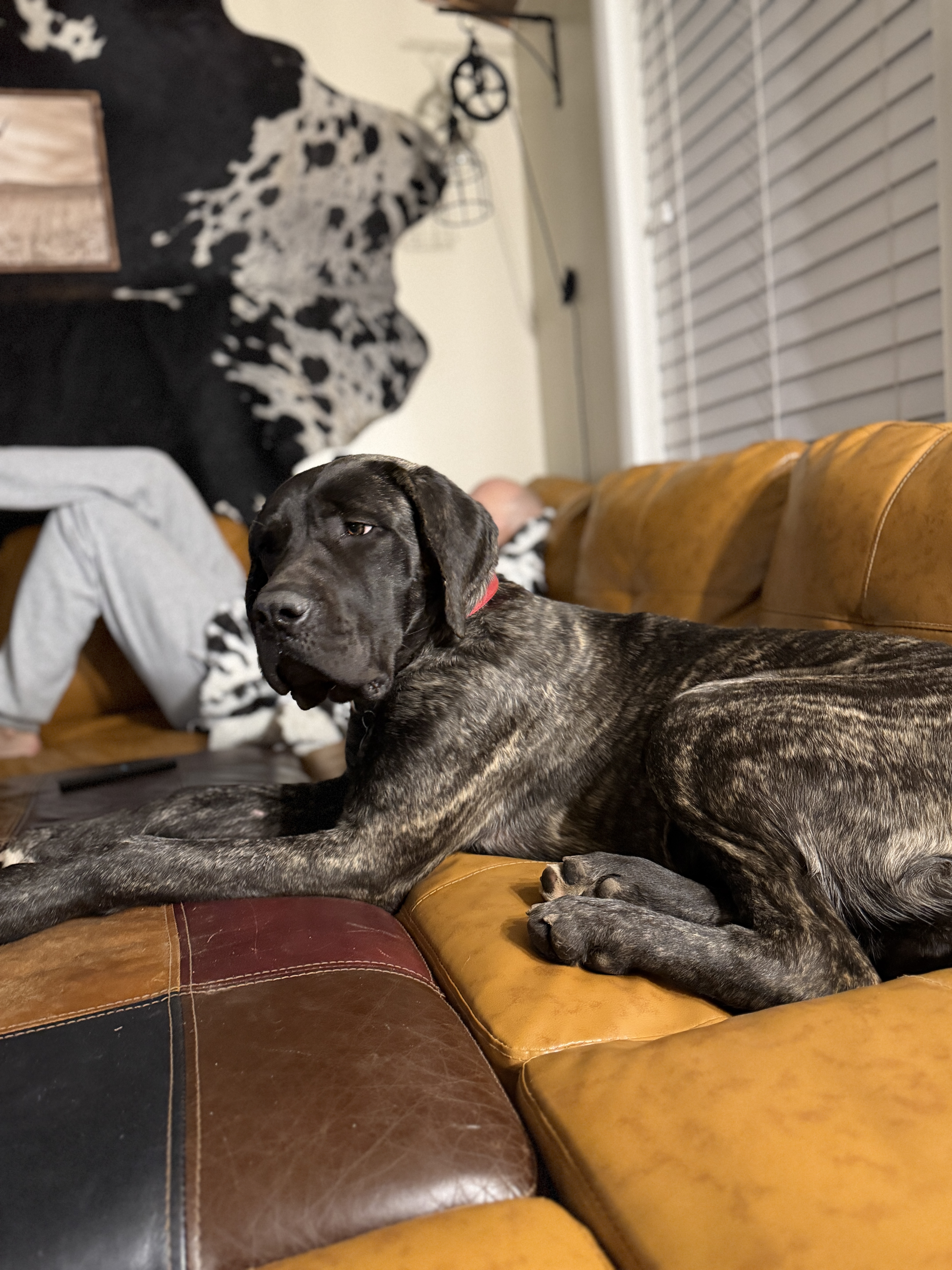 Picture of the Animal Listed