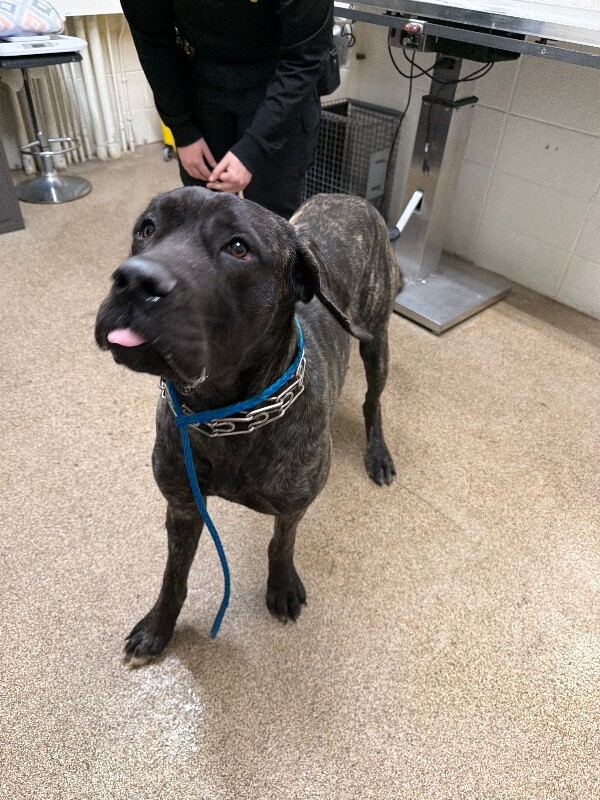 Picture of the Animal Listed