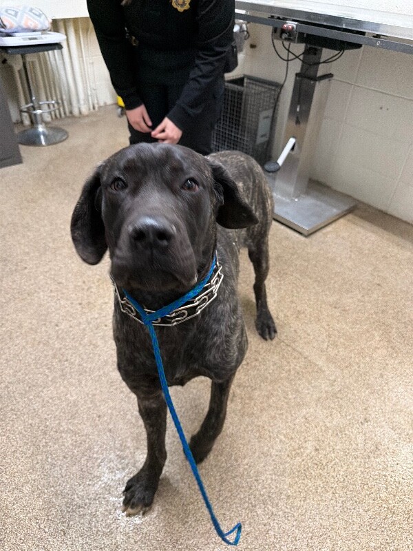 Picture of the Animal Listed