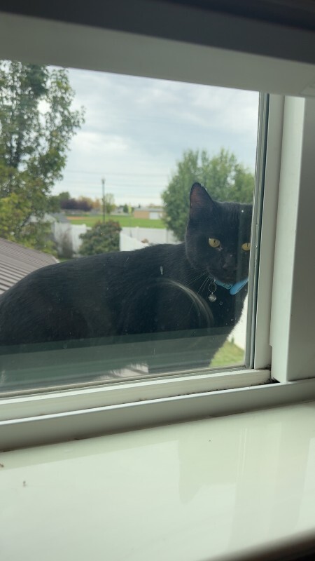 Picture of the Animal Listed