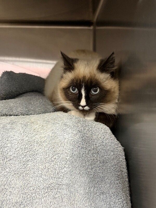 Picture of the Animal Listed